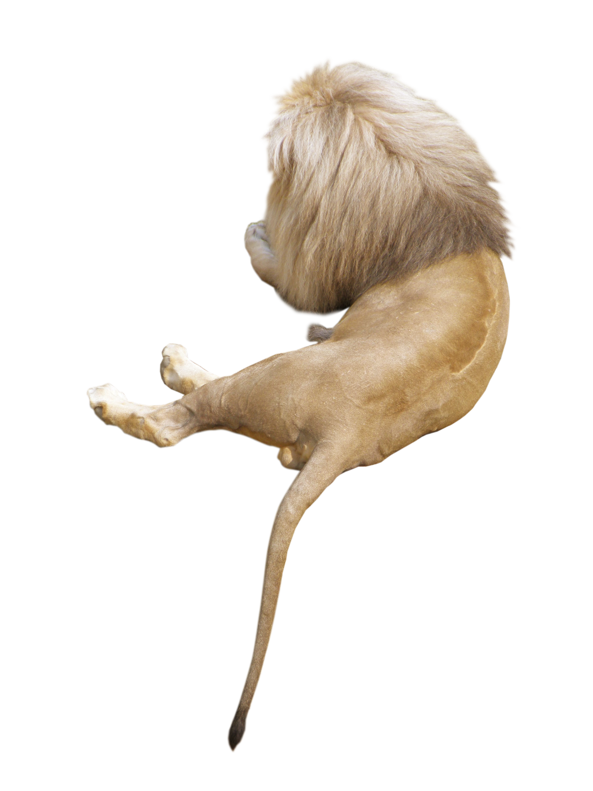Lion Animal PNG Image