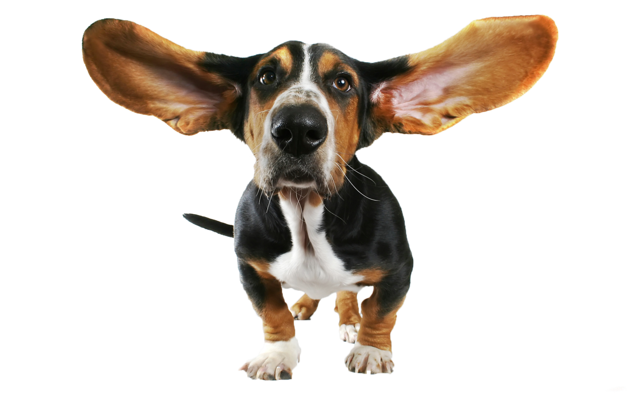 cute small dog with flying ears PNG Image