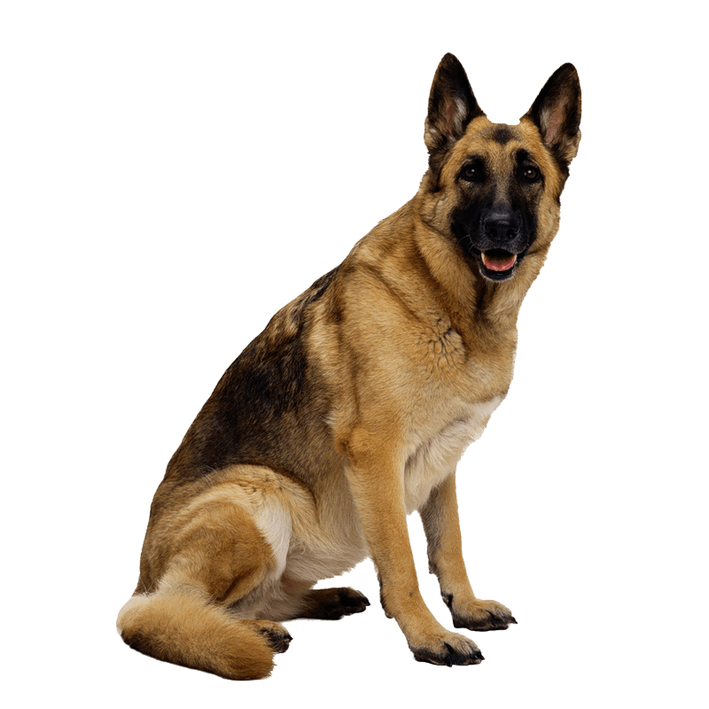 German shepherd dog PNG Image