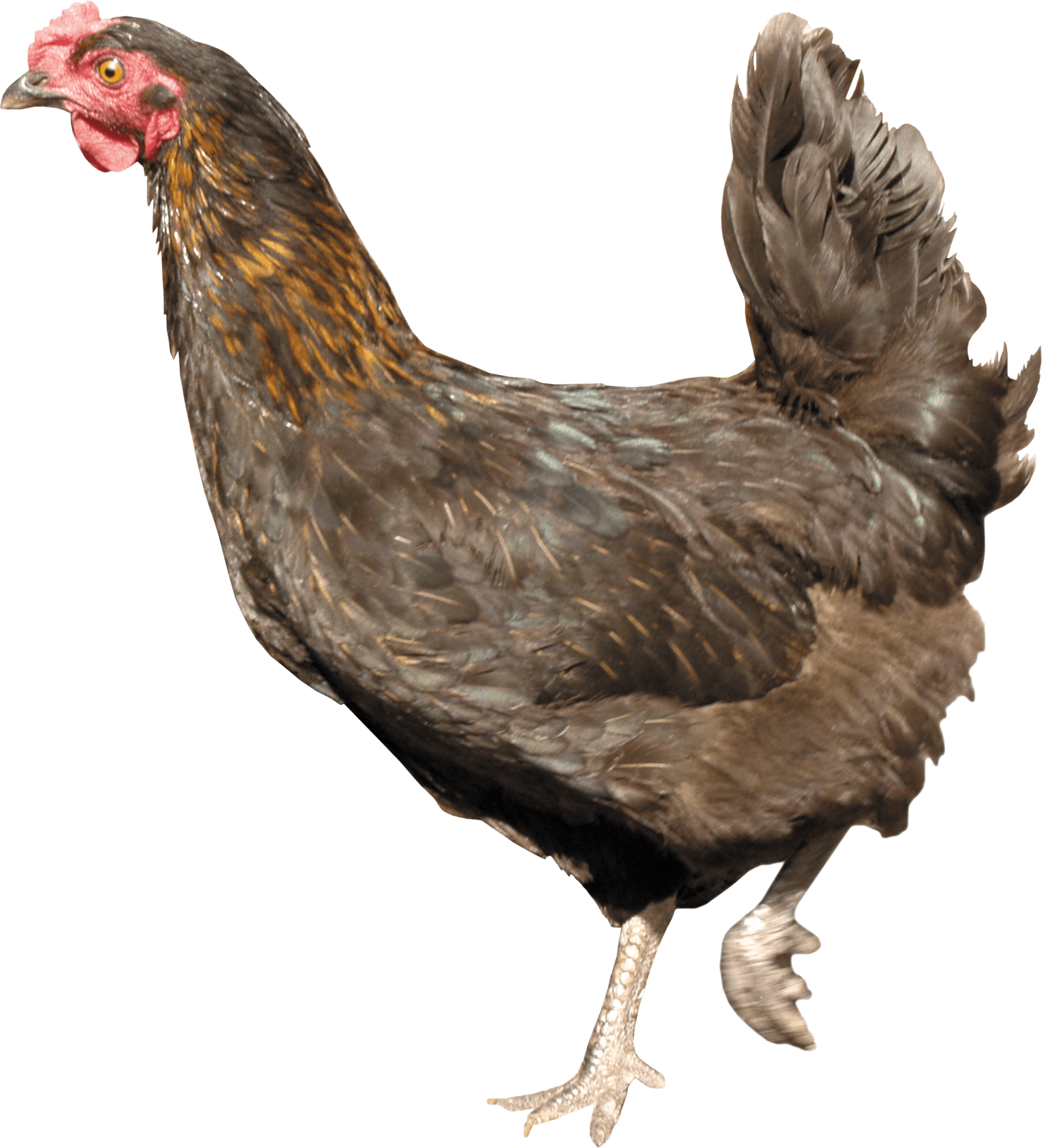 Running Chicken PNG Image