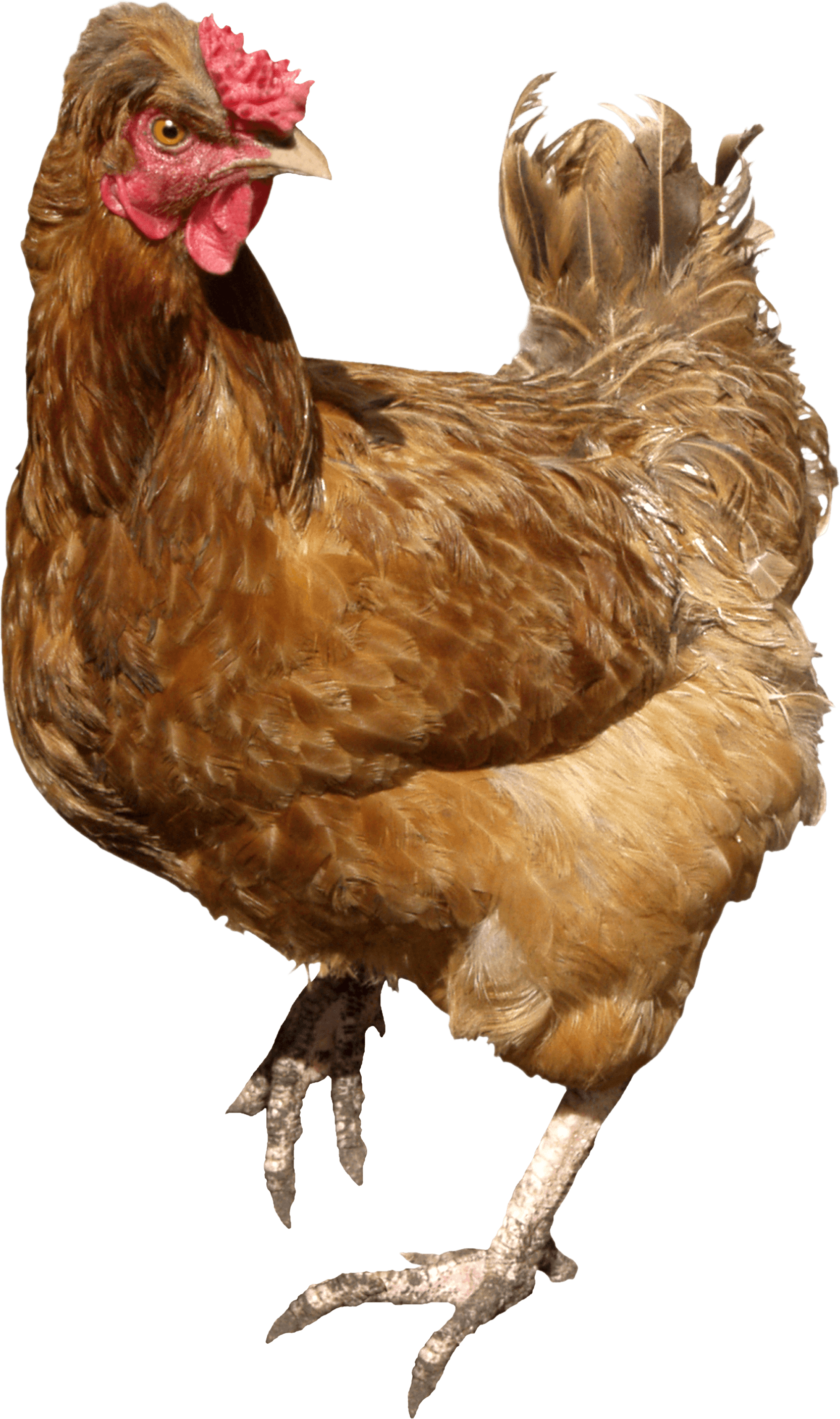 Brown running Chicken PNG Image