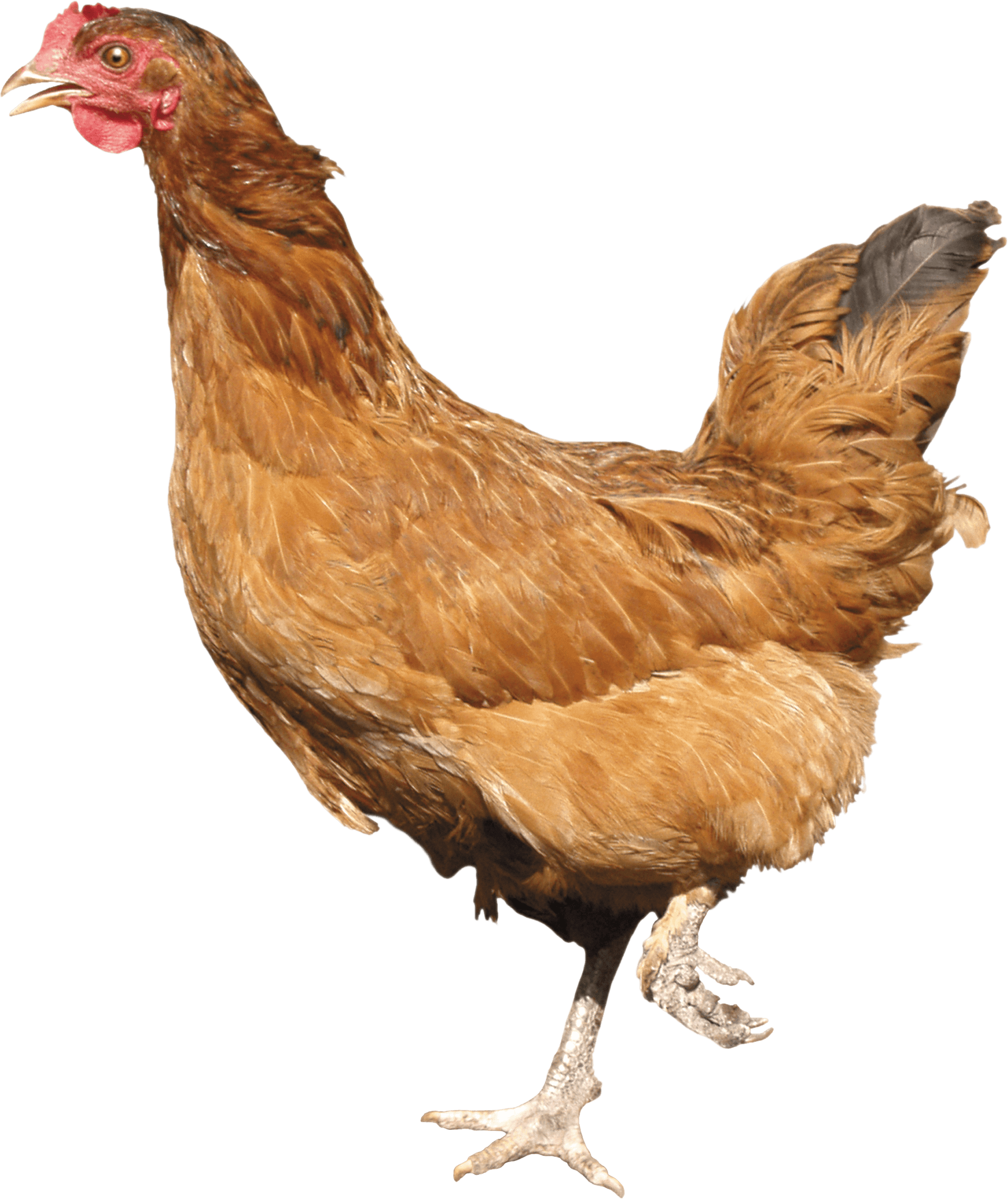 Chicken Walking PNG Image