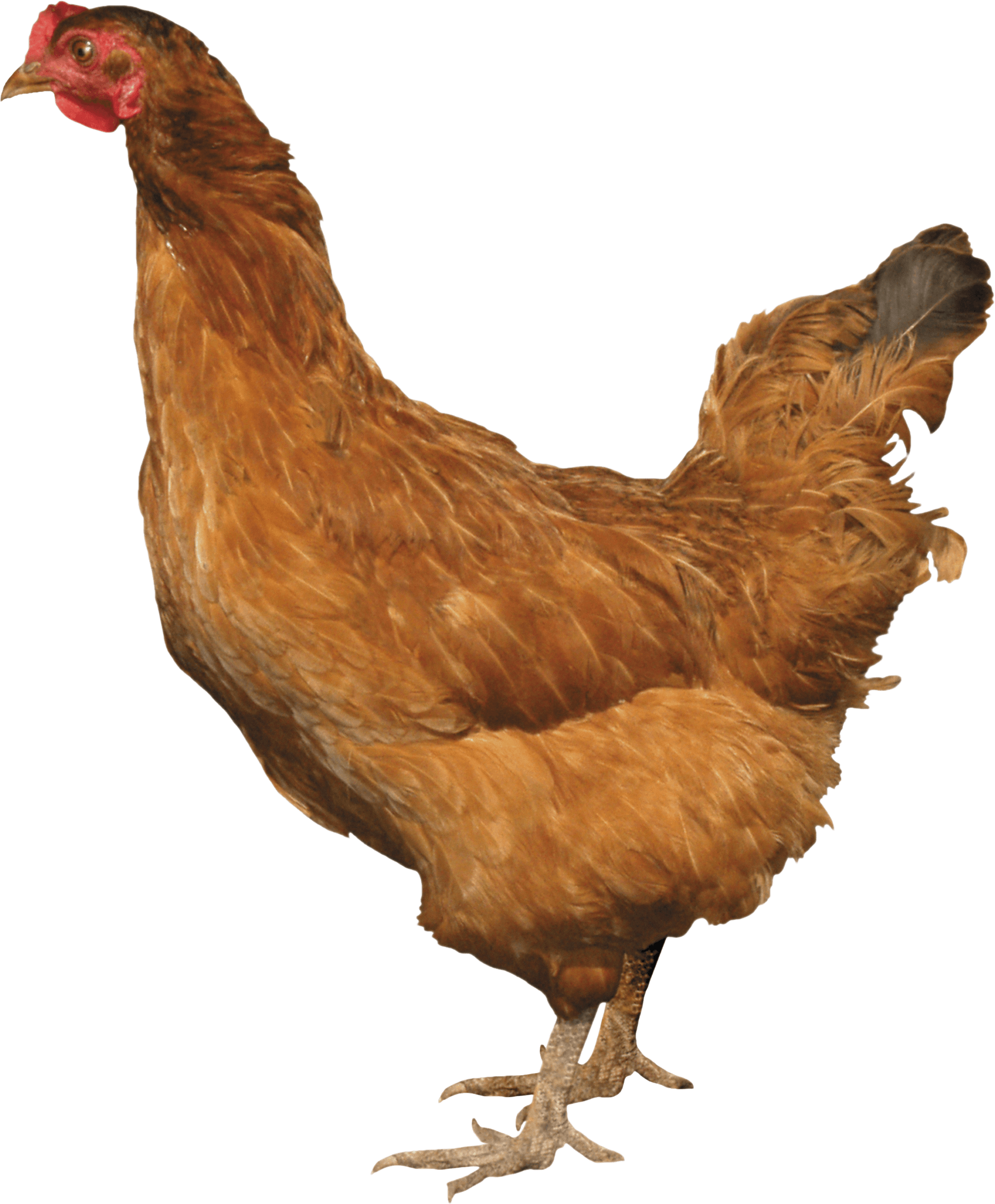 Brown Chicken from side PNG Image