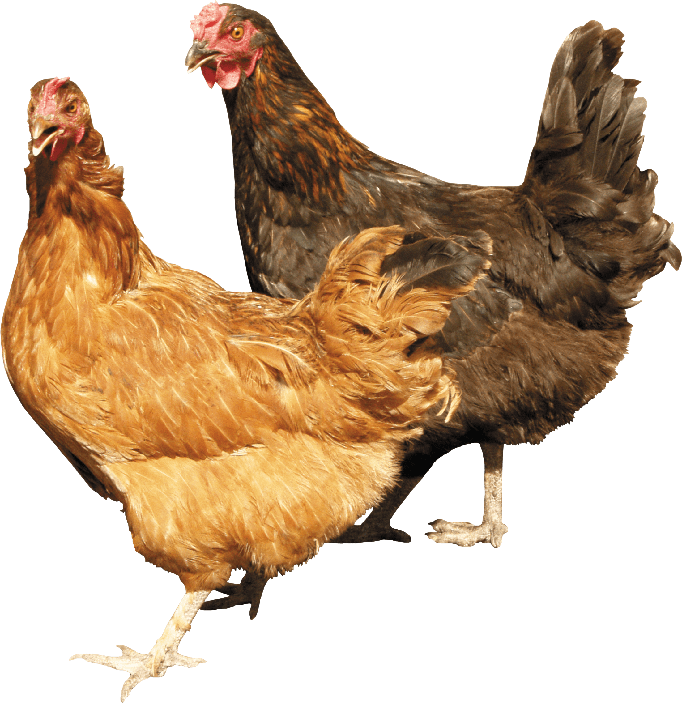 two chicken PNG Image