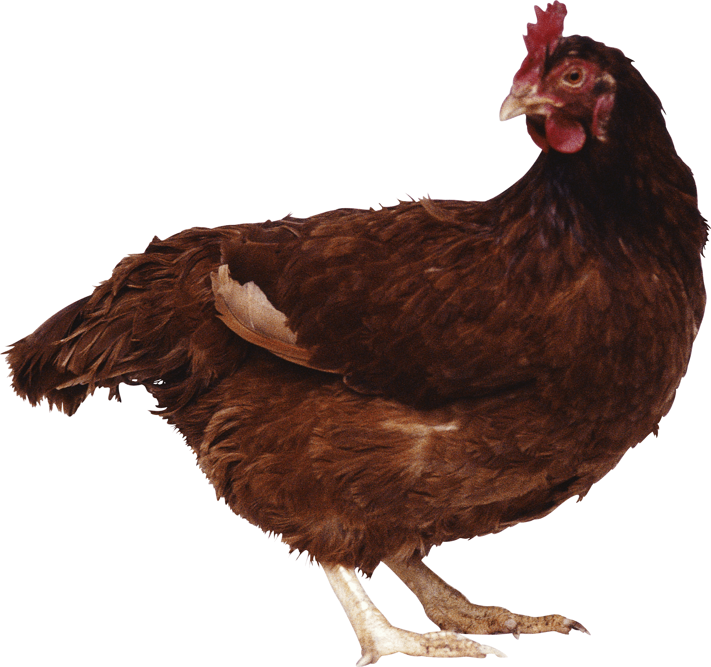 Brown chicken PNG Image