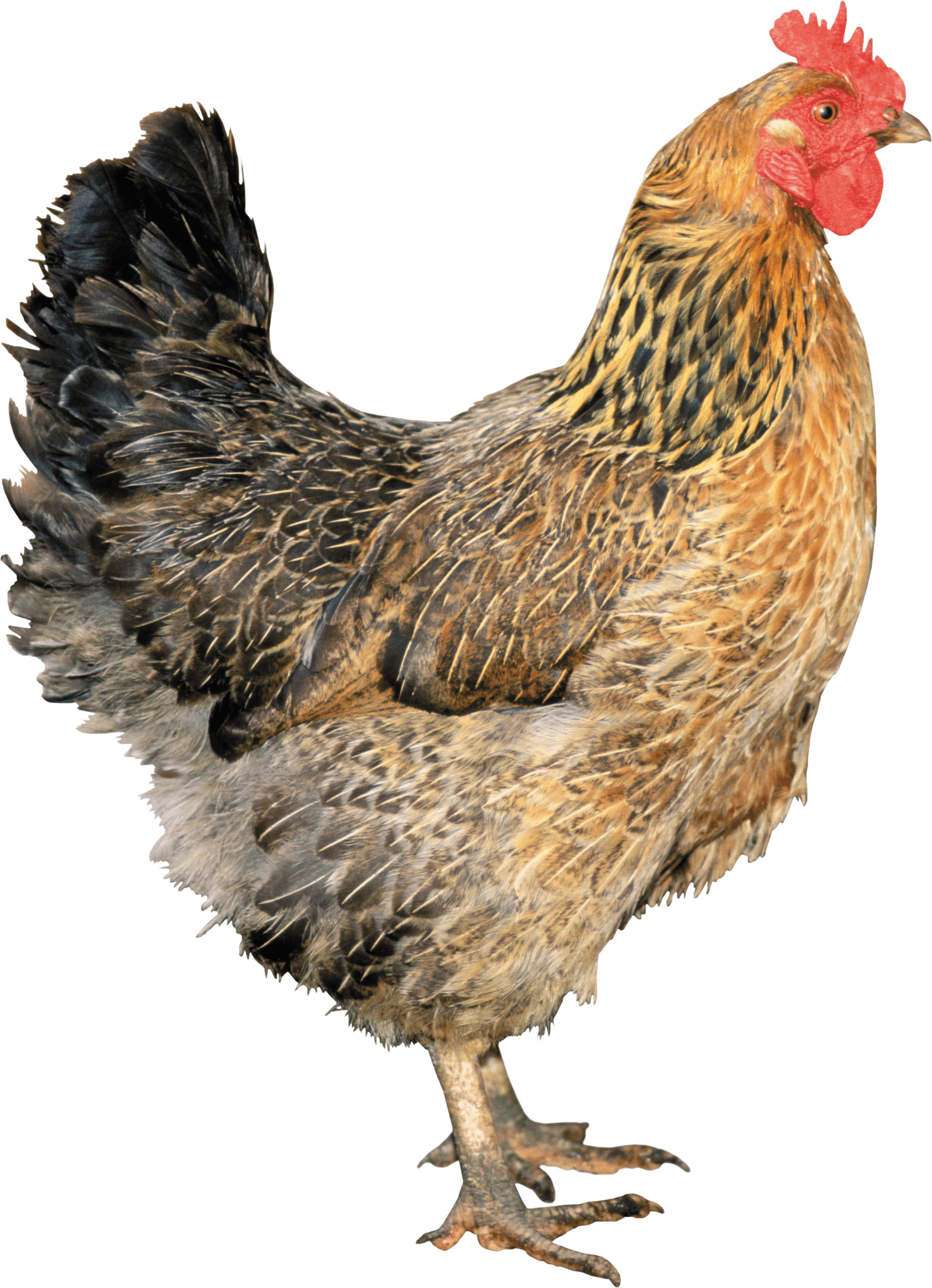 Chicken PNG Image