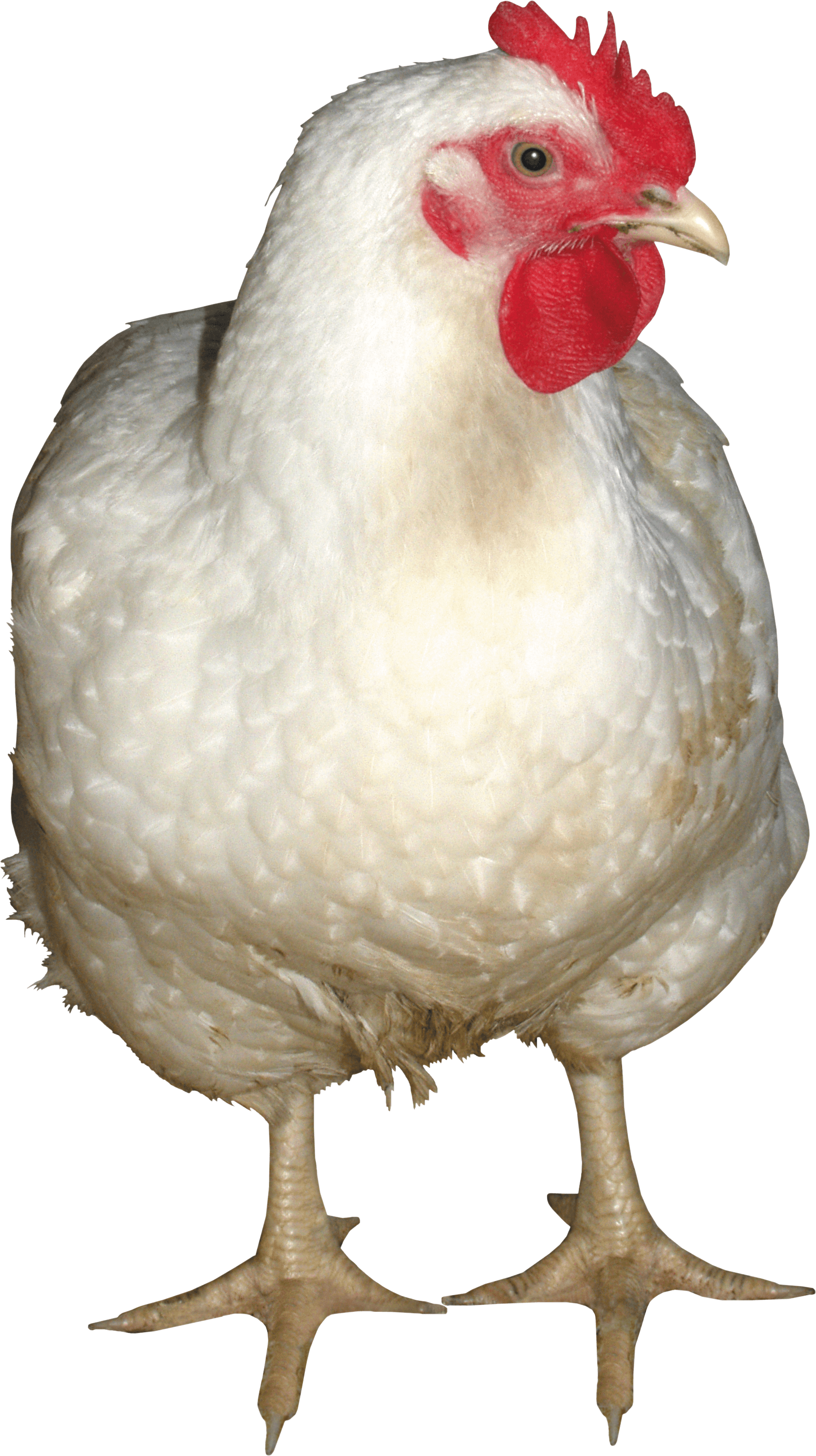 white chicken front