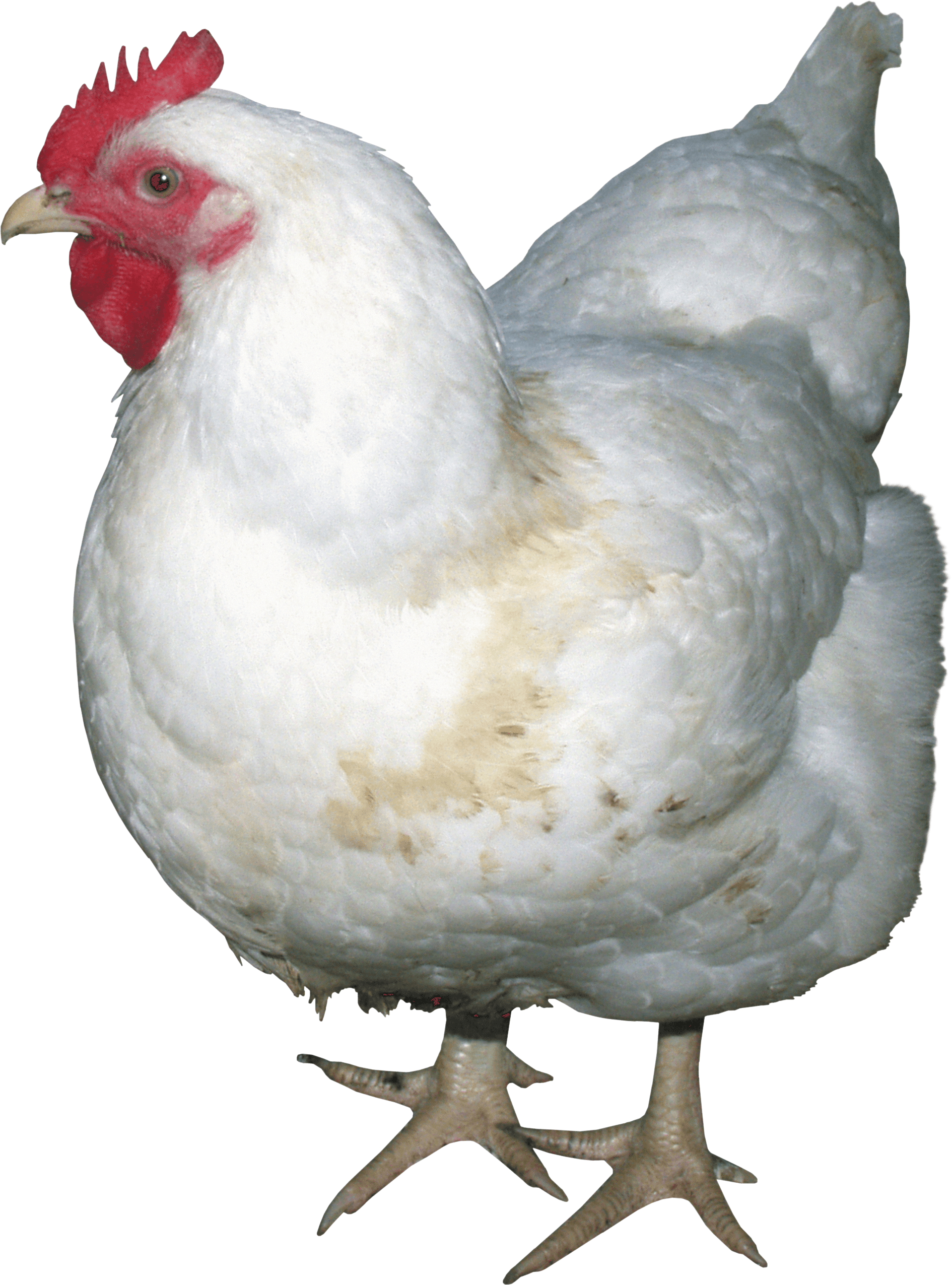 White Chicken PNG Image