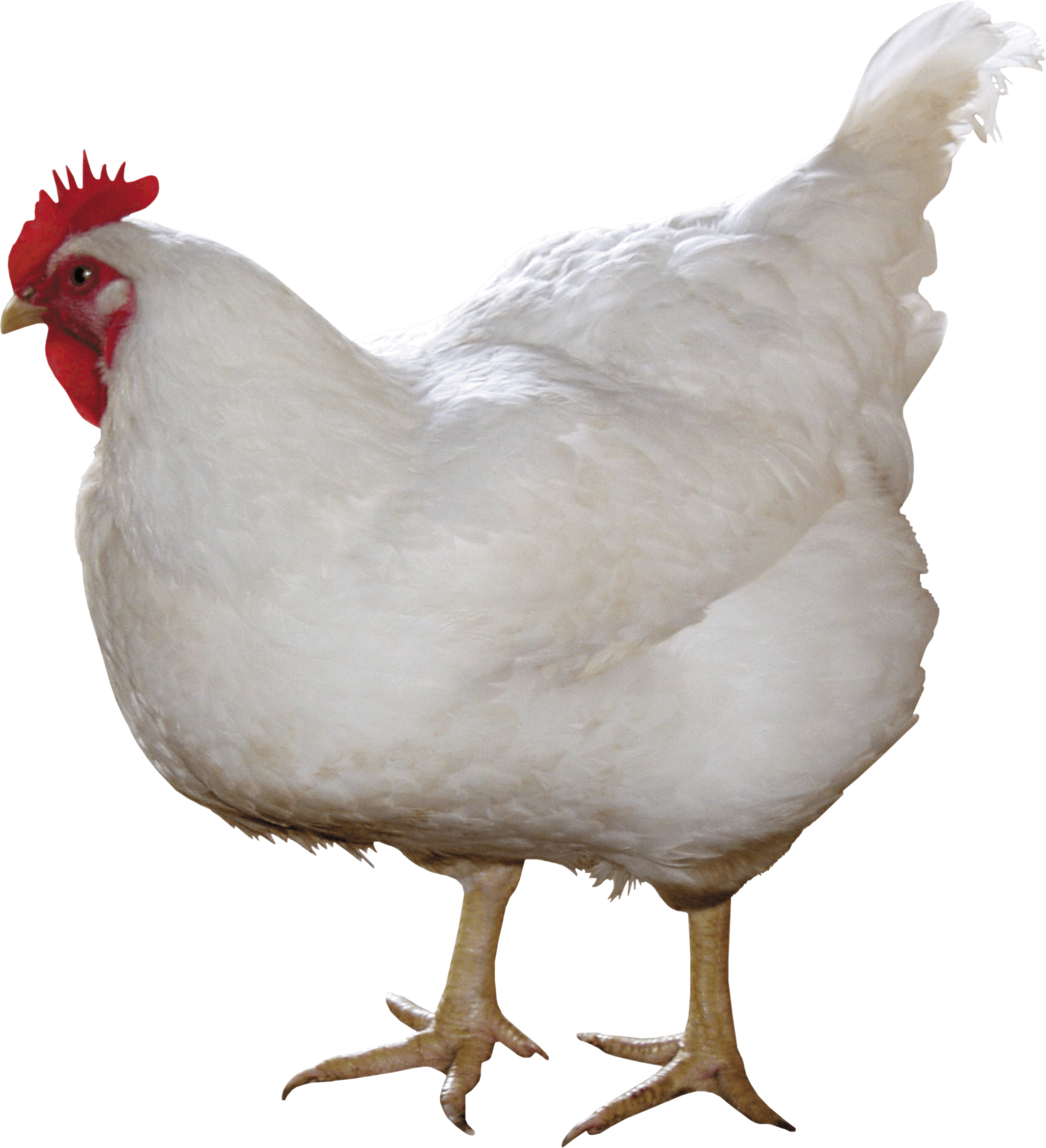 White Chicken PNG Image