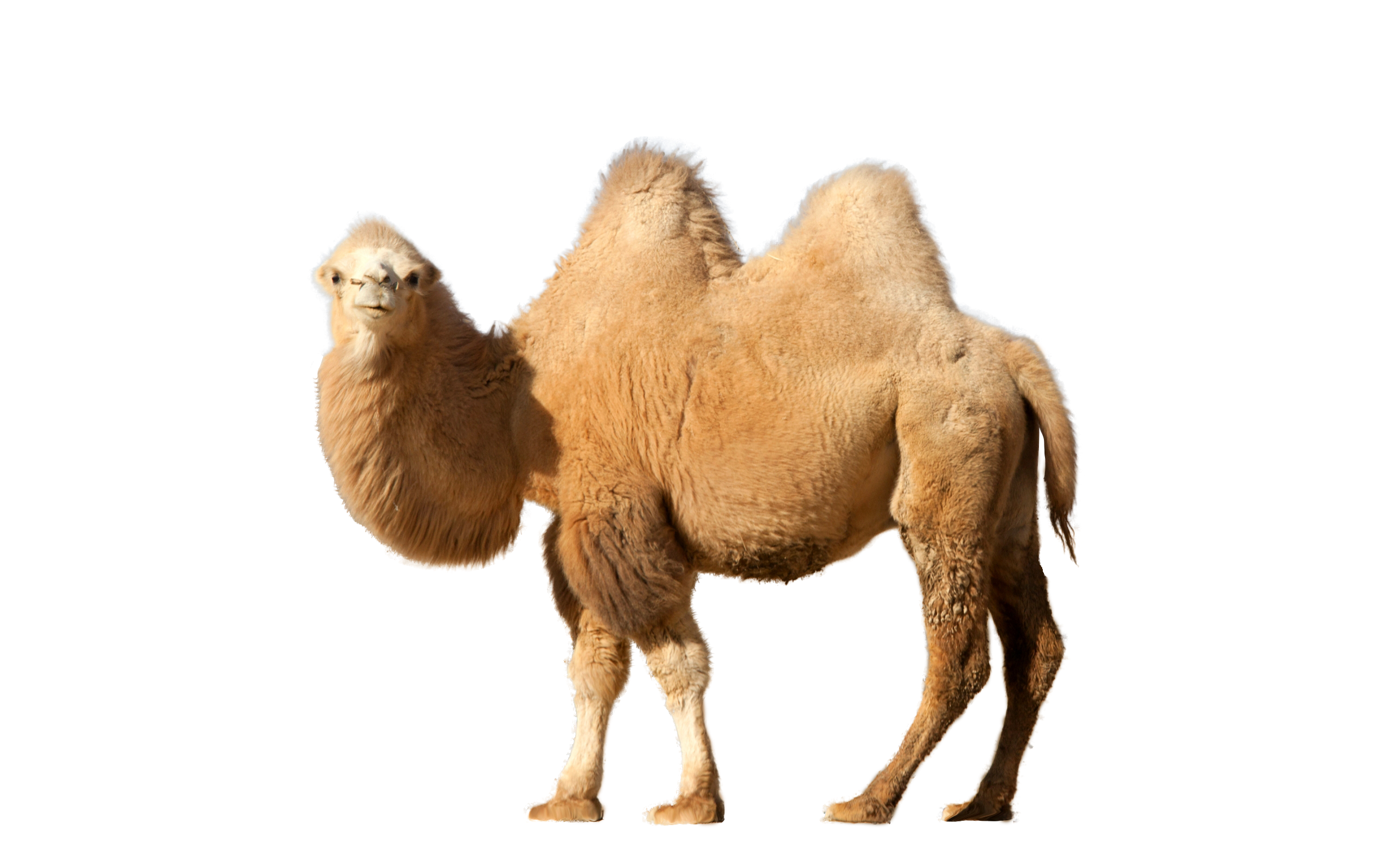 Camel lookin to side PNG Image