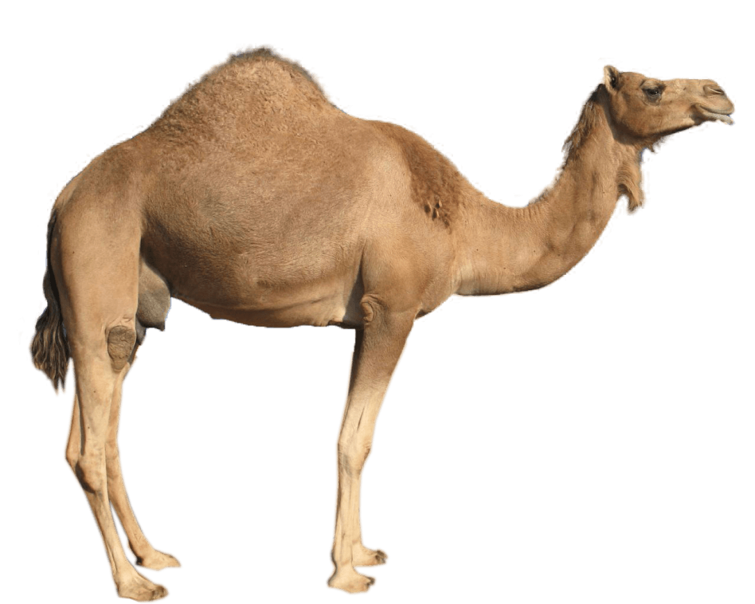 Camel PNG Image