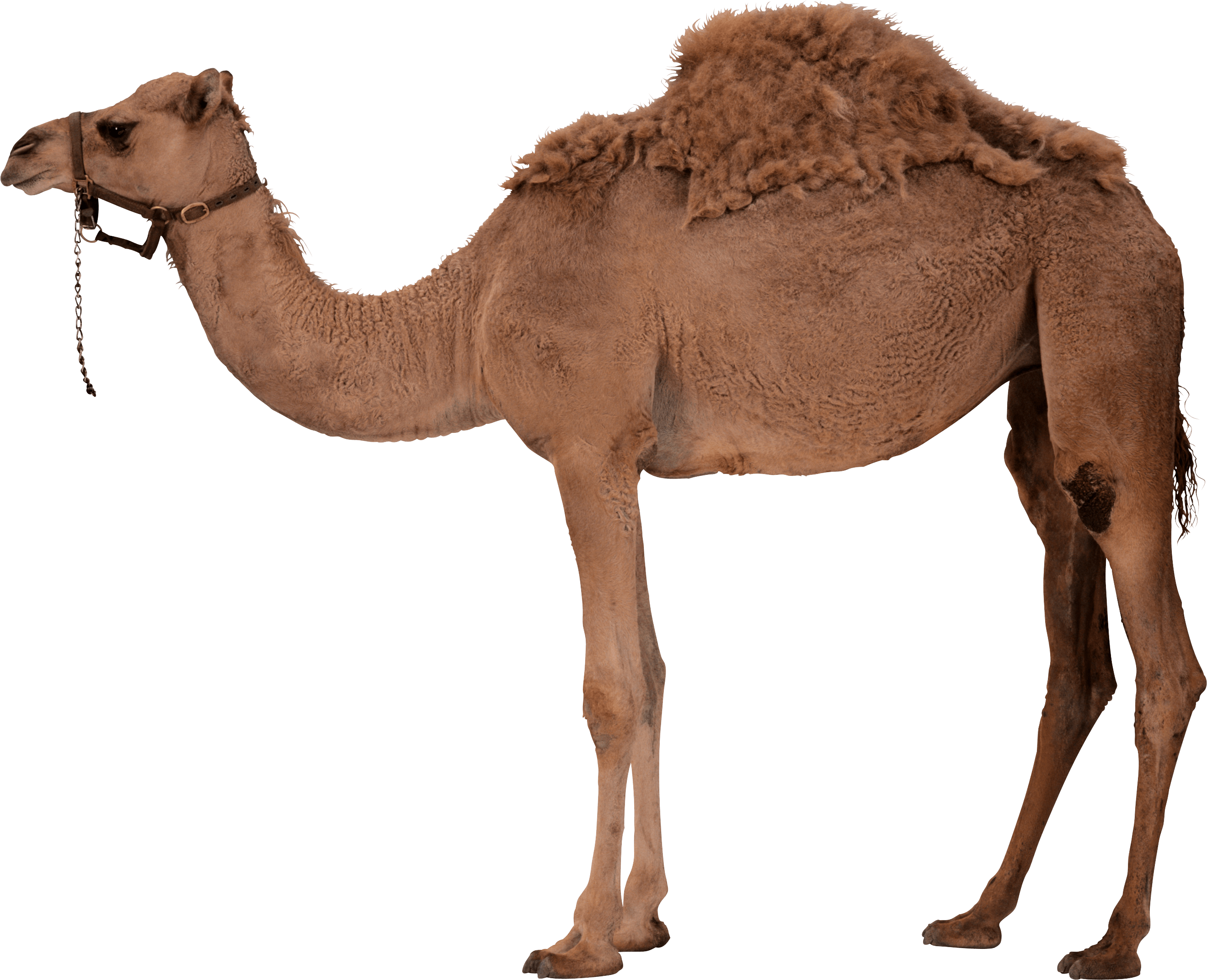 Camel PNG Image