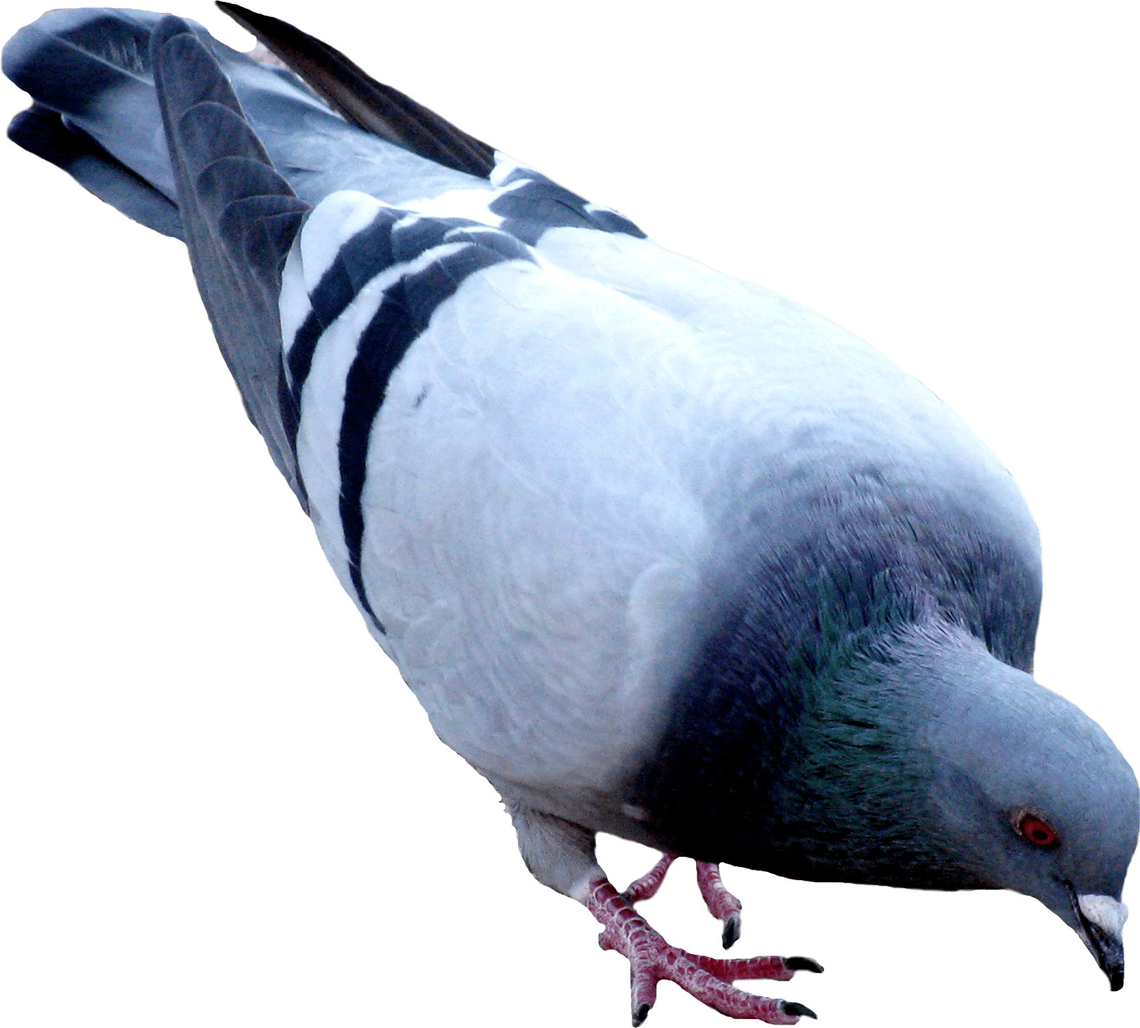 Street Pigeon PNG Image