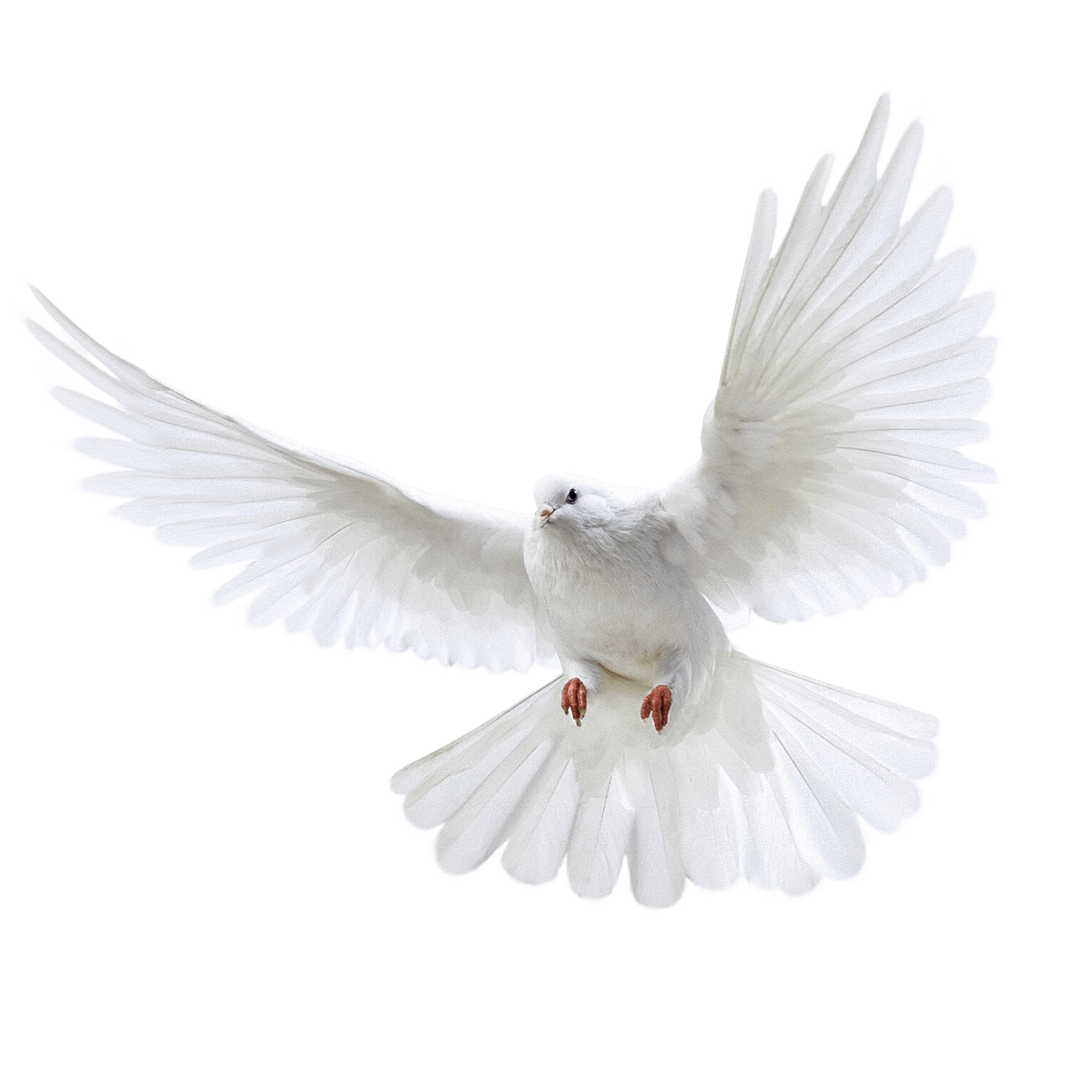 White Pigeon flying