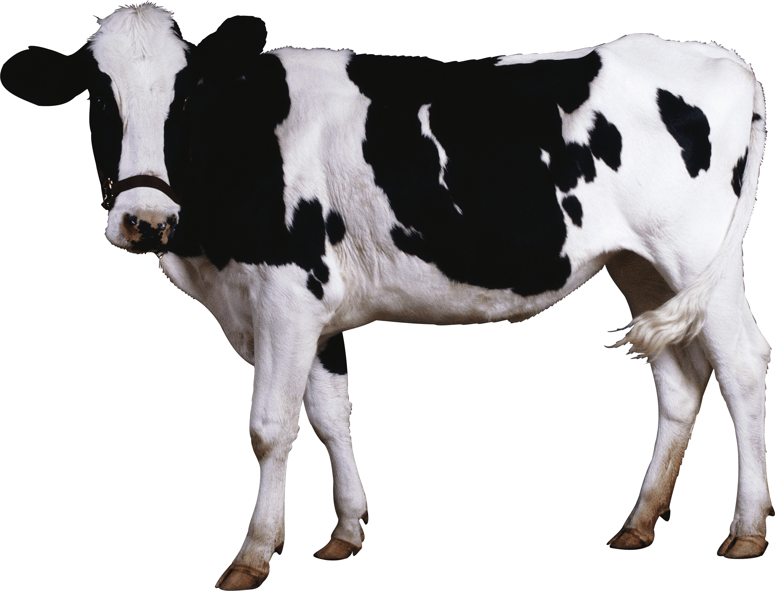 Black-white Cow PNG Image