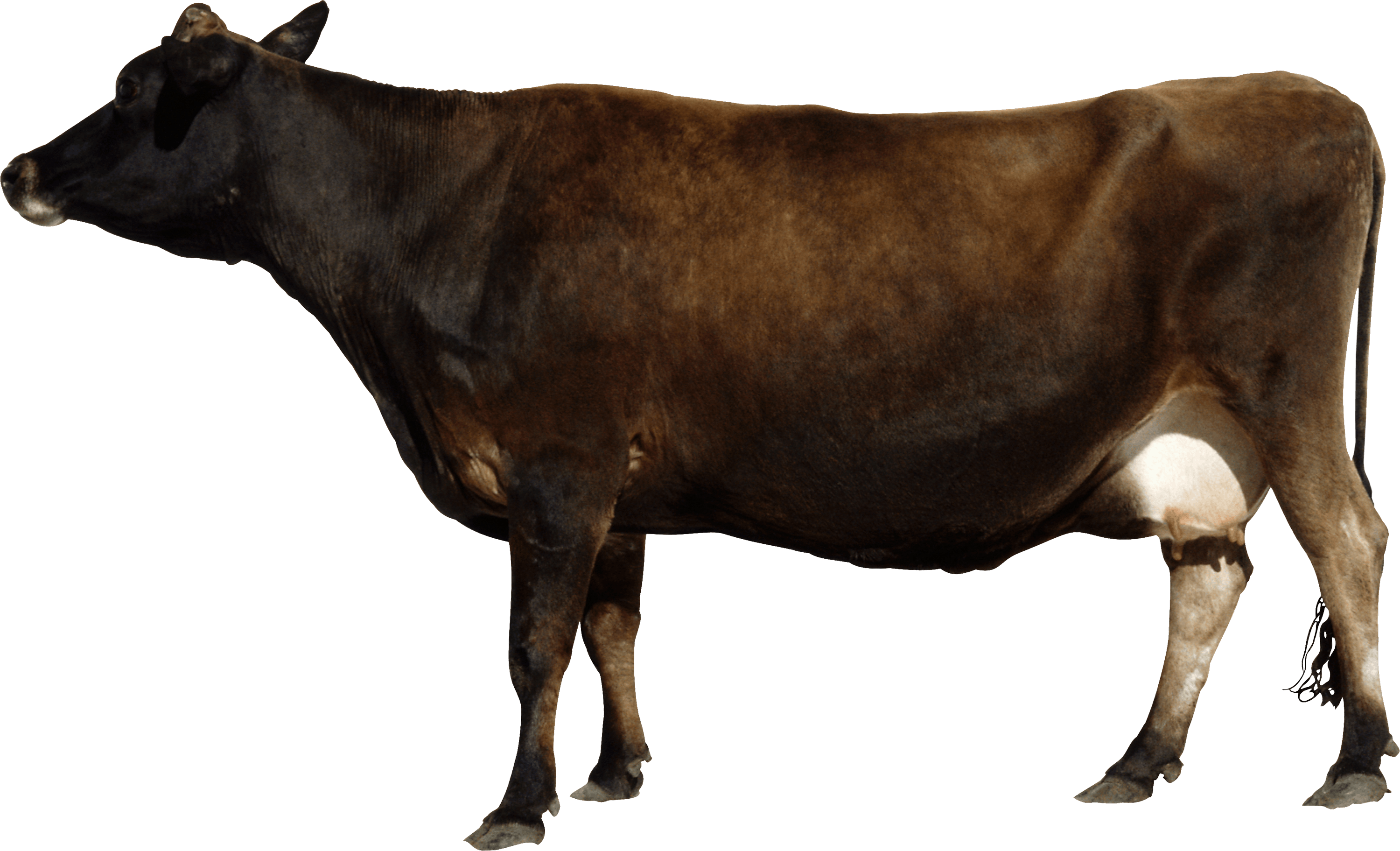 Brown cow from side