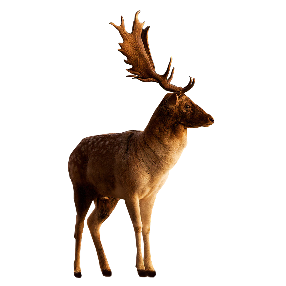 Male Deer looking to side PNG Image