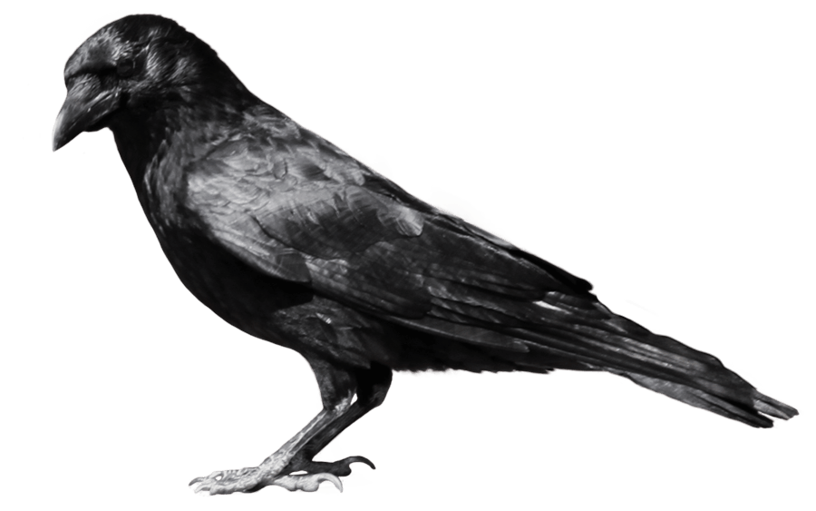 crow from side PNG Image