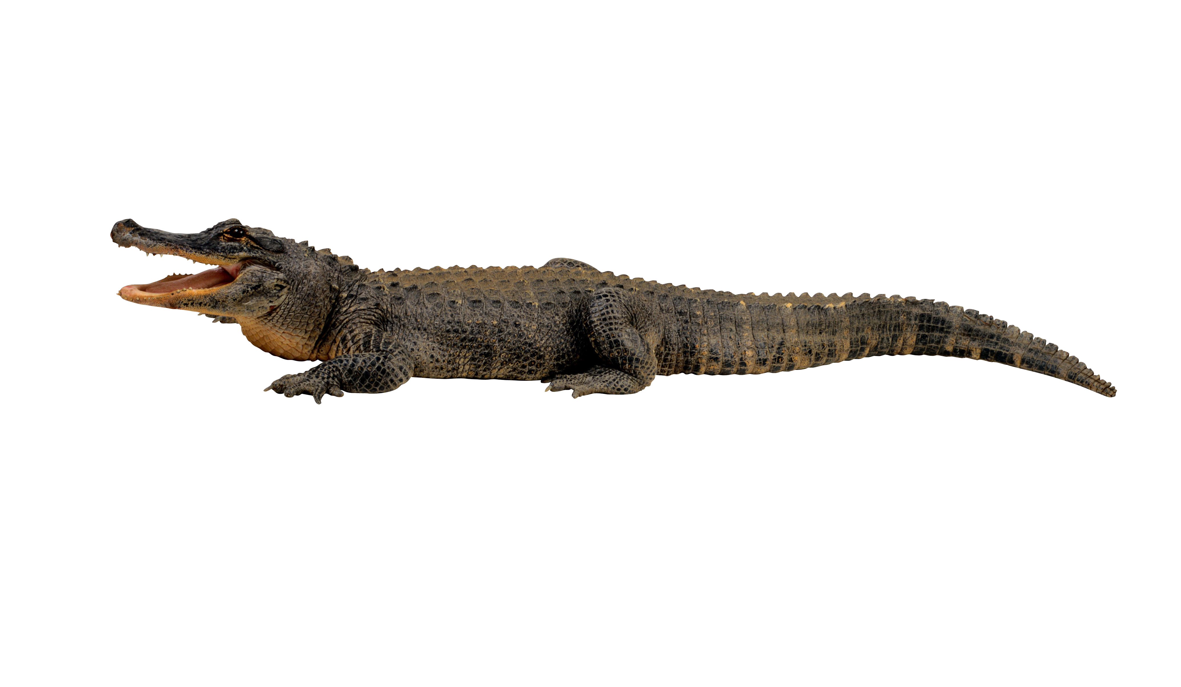 Crocodile from side lying on ground