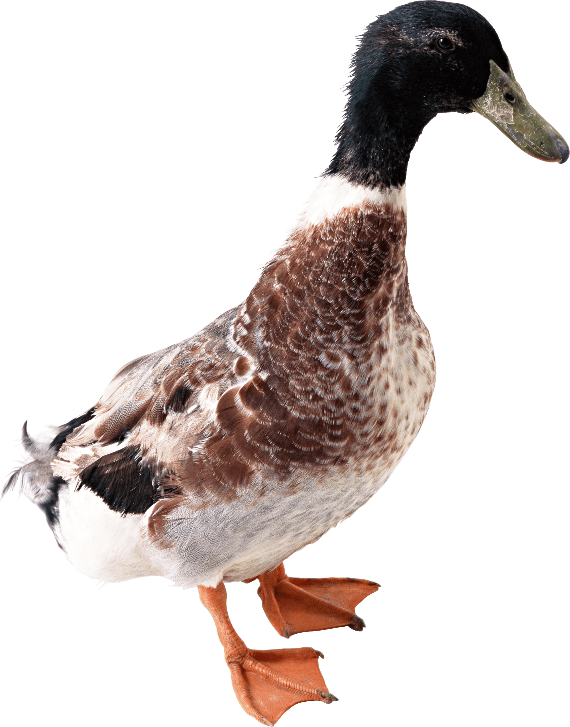 Duck from side PNG Image