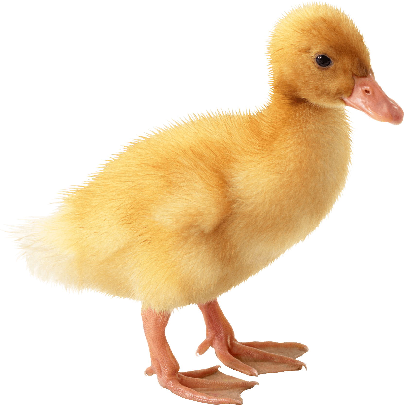 cute little Duckling PNG Image