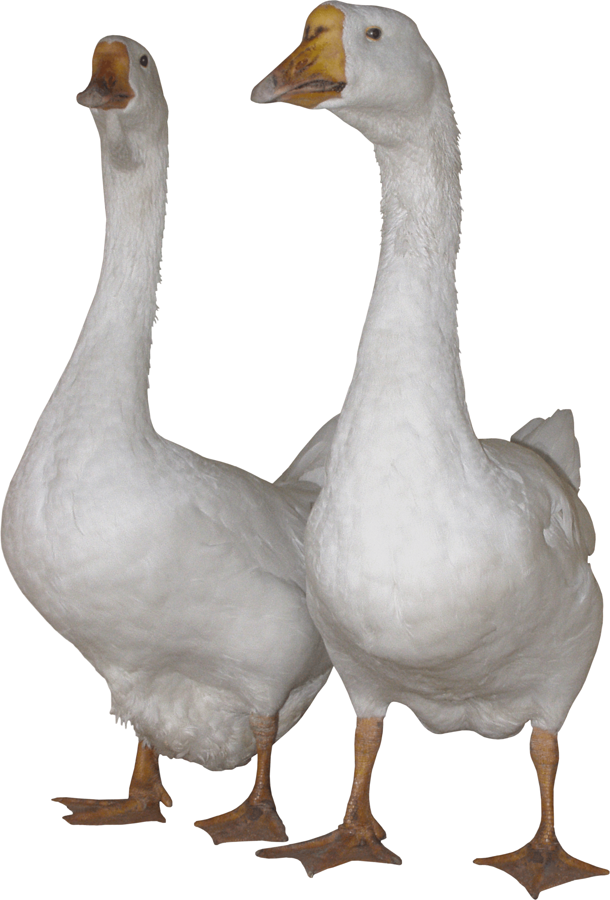 white goose PNG Image