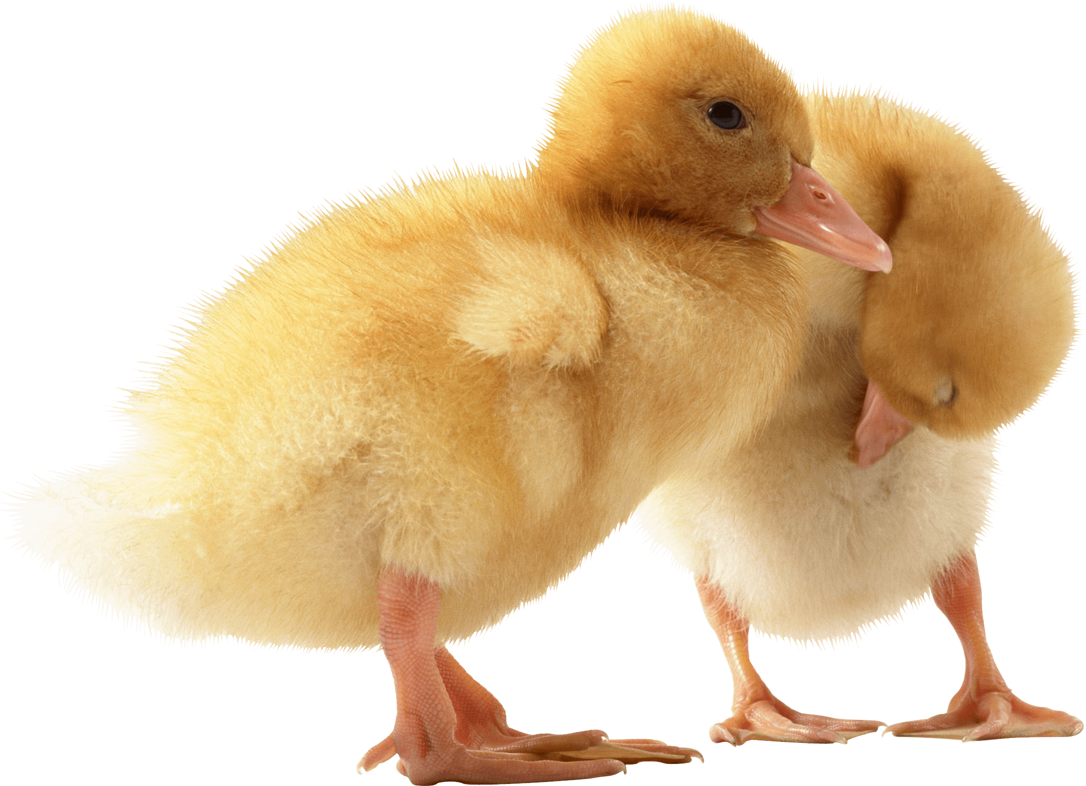 two cute little Ducklings PNG Image