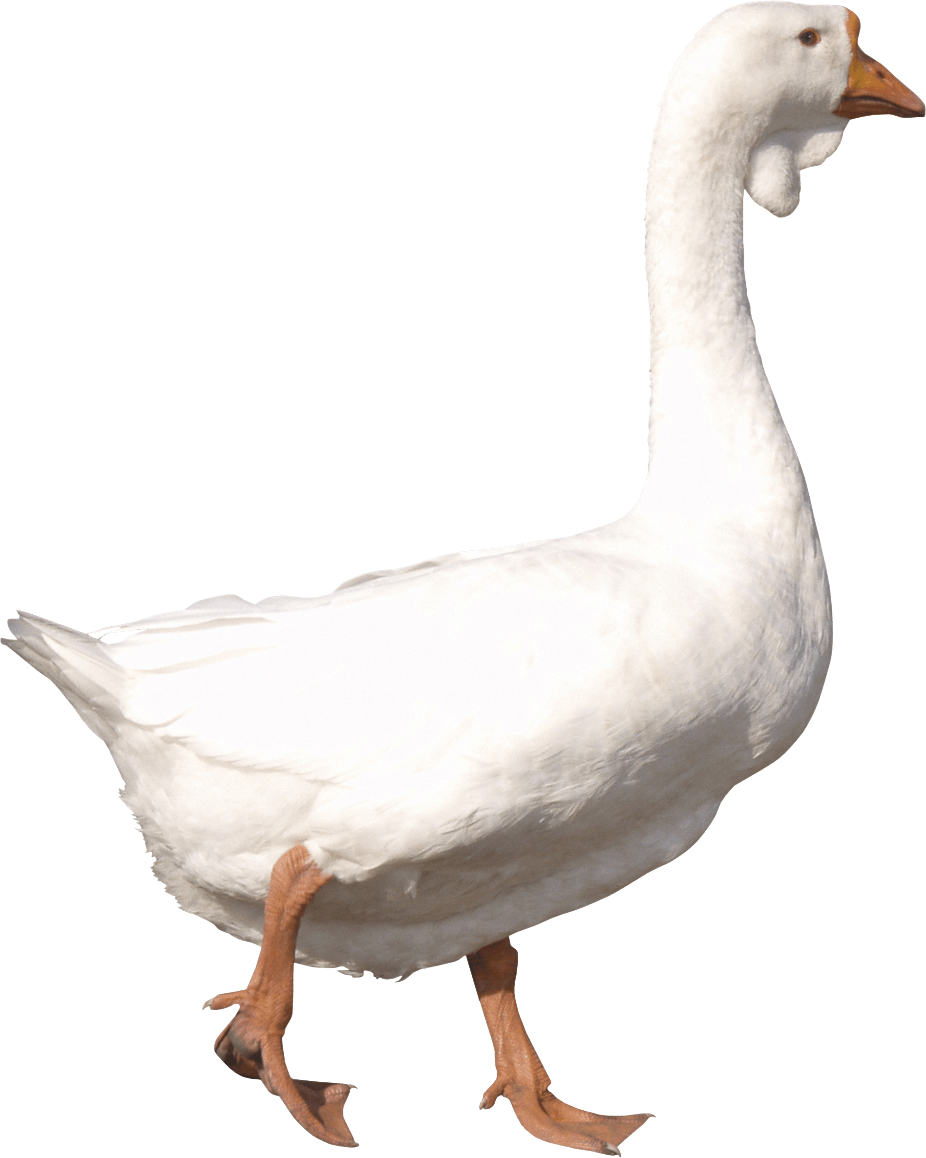 white adult Goose PNG Image