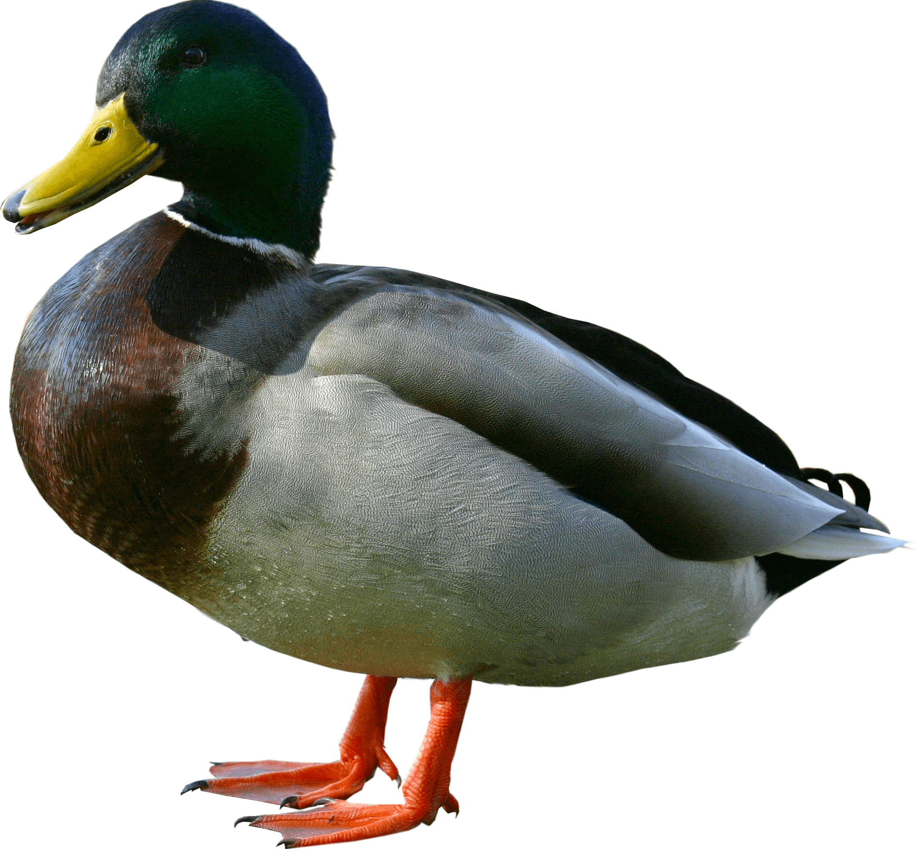 duck from side