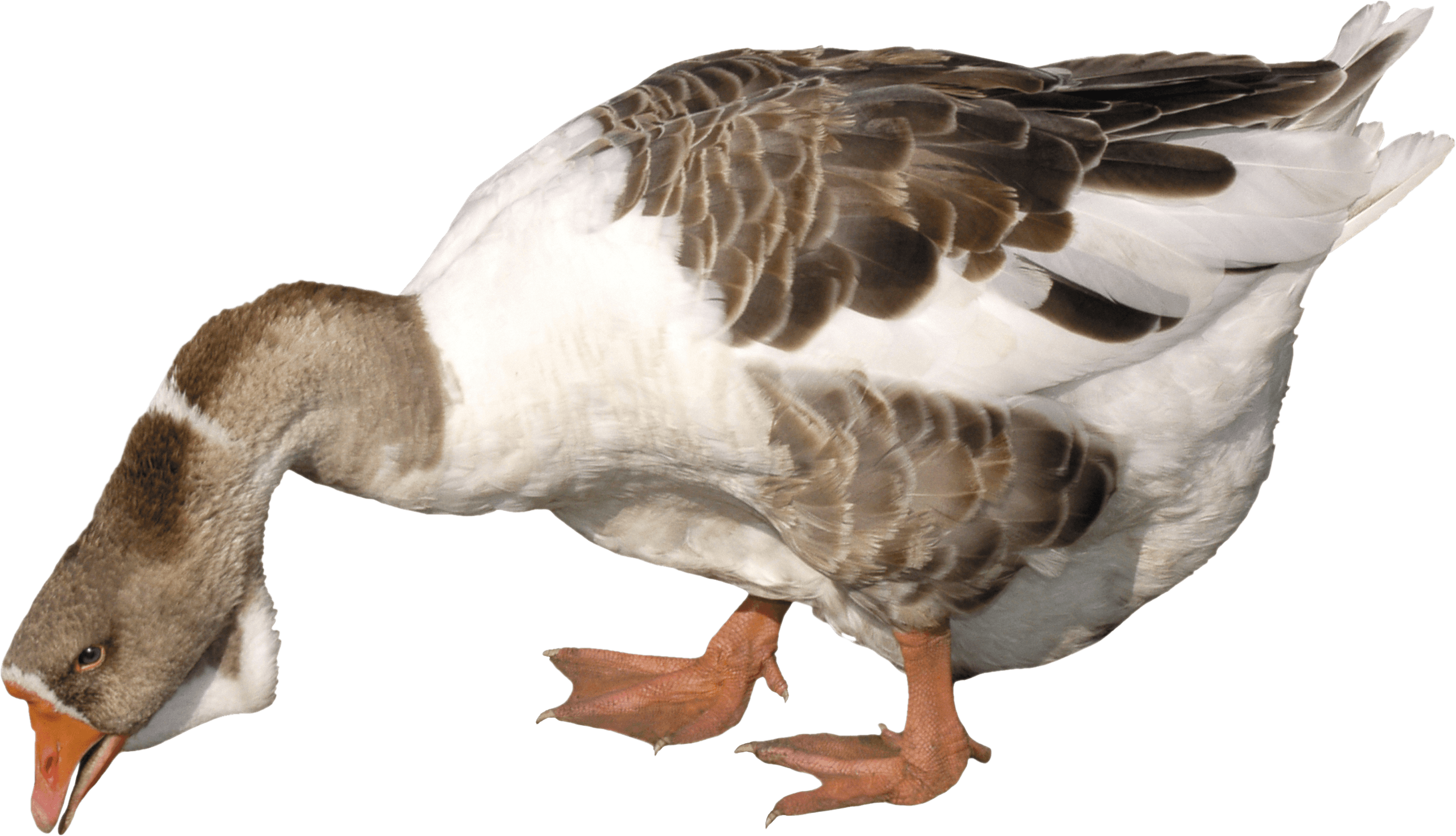 young Goose PNG Image