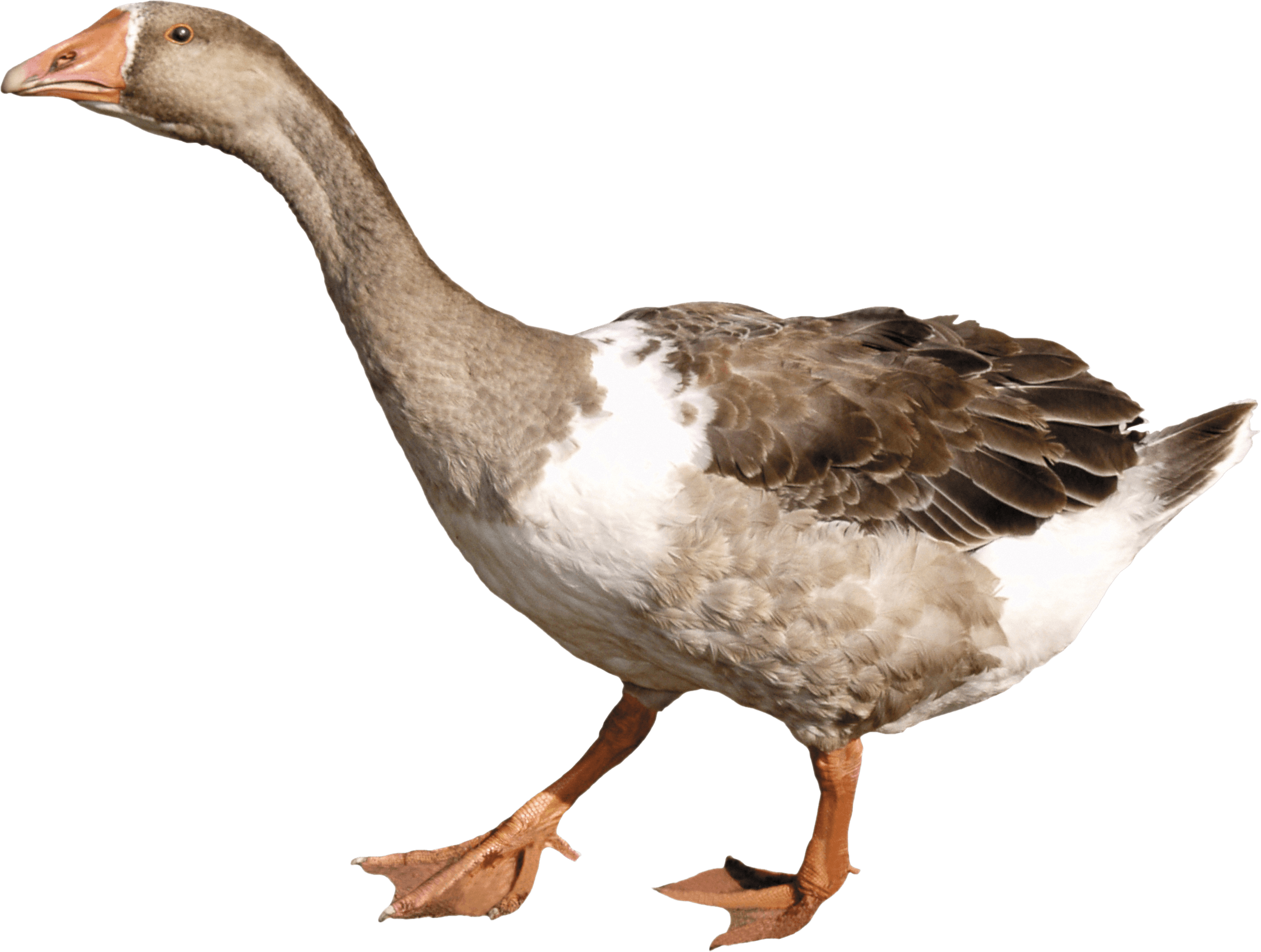 goose PNG Image