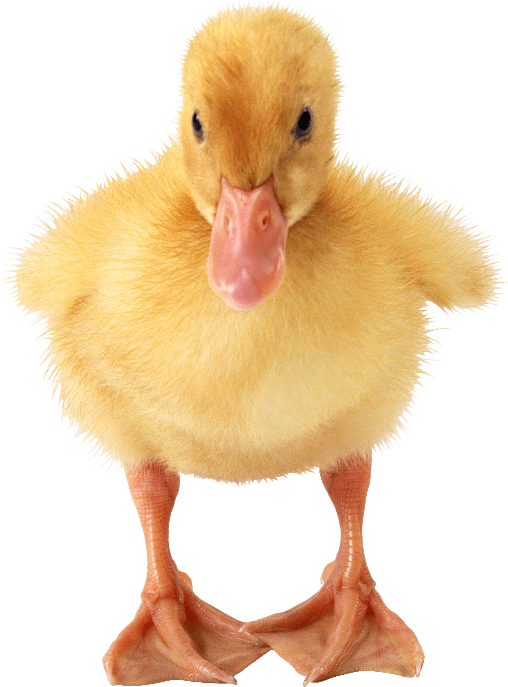 duckling PNG Image