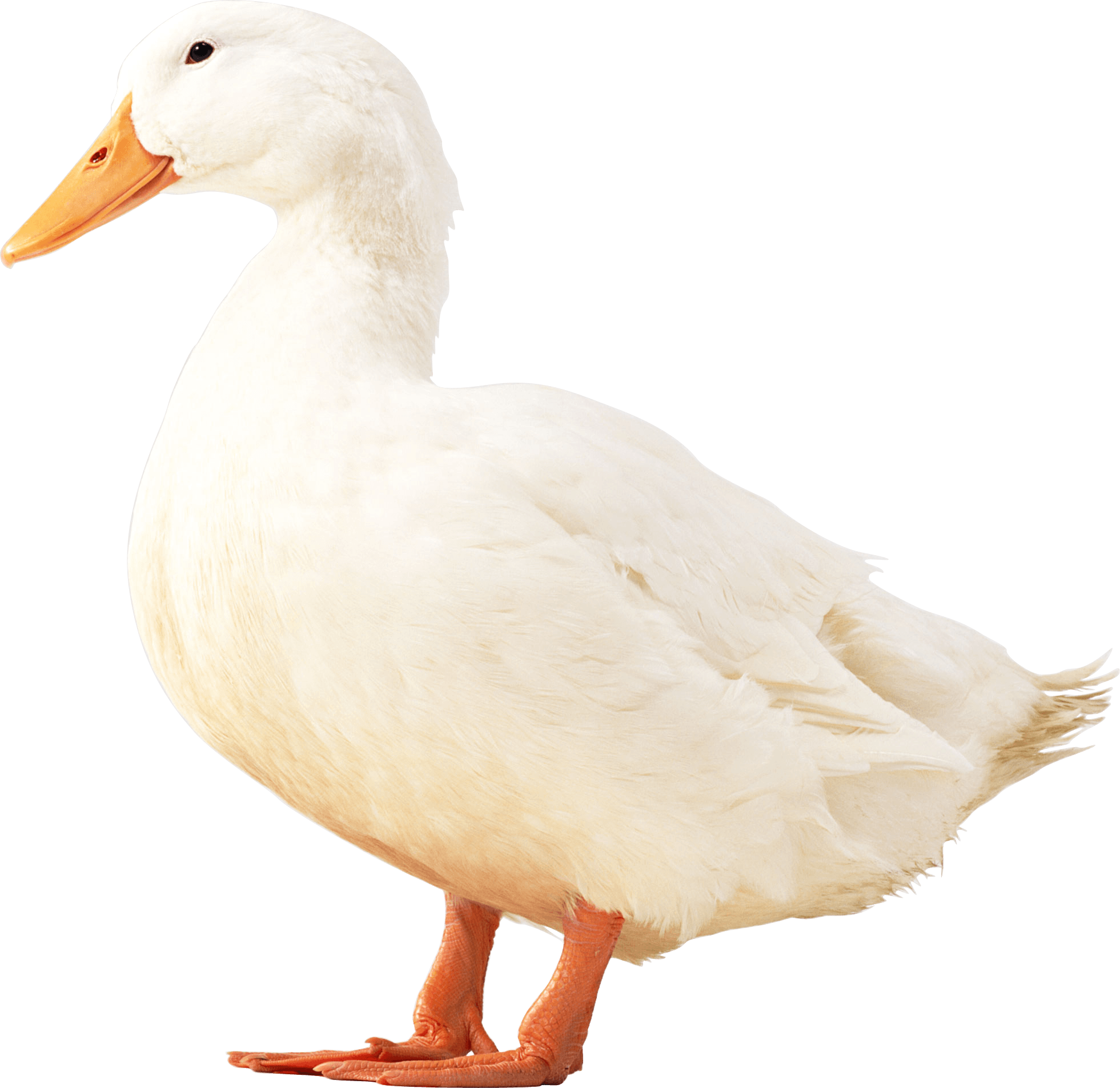 white duck PNG Image