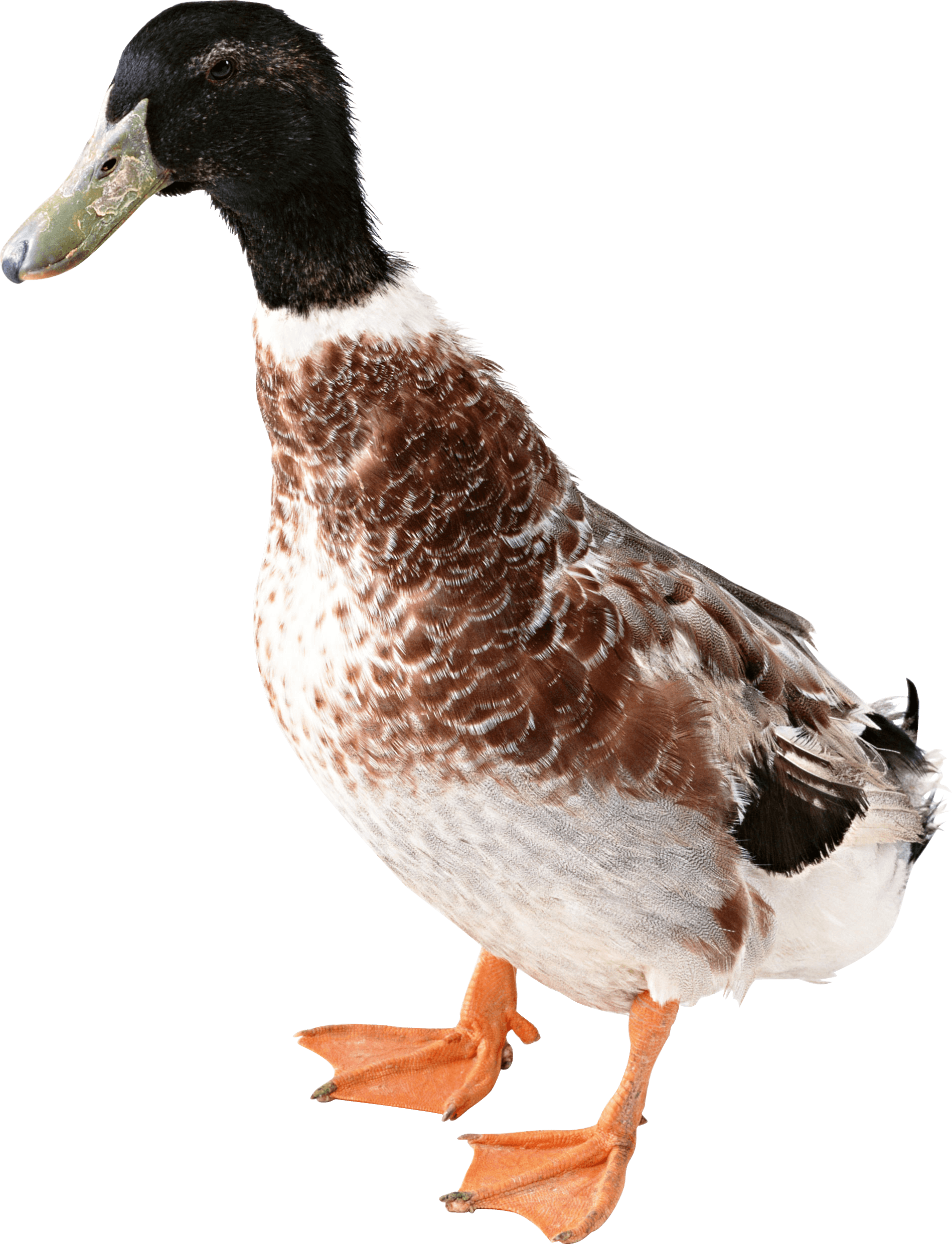duck from front PNG Image