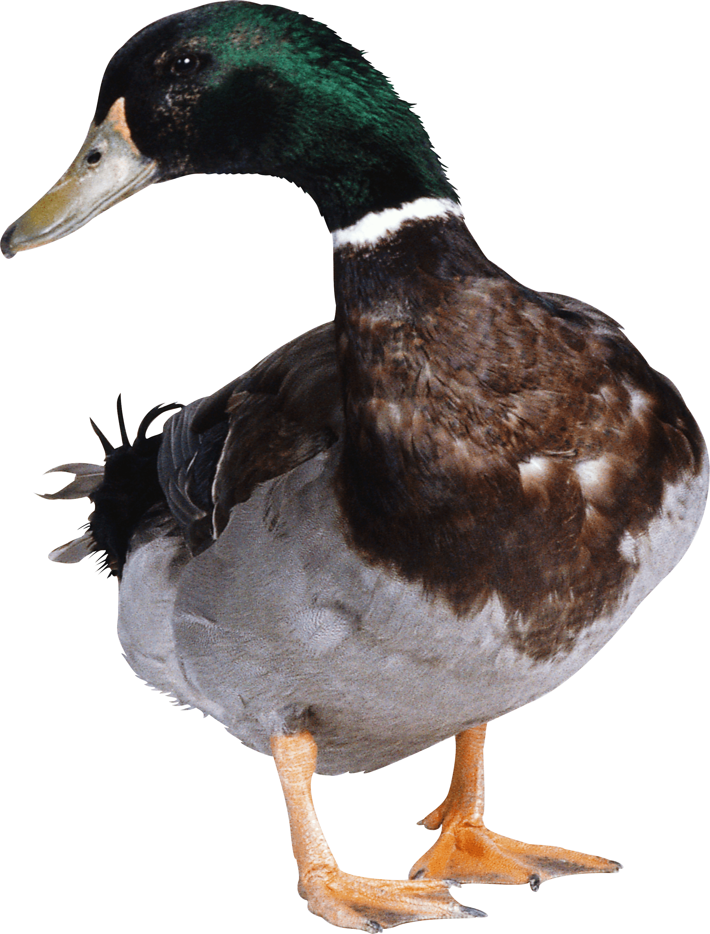 Duck looking to side PNG Image