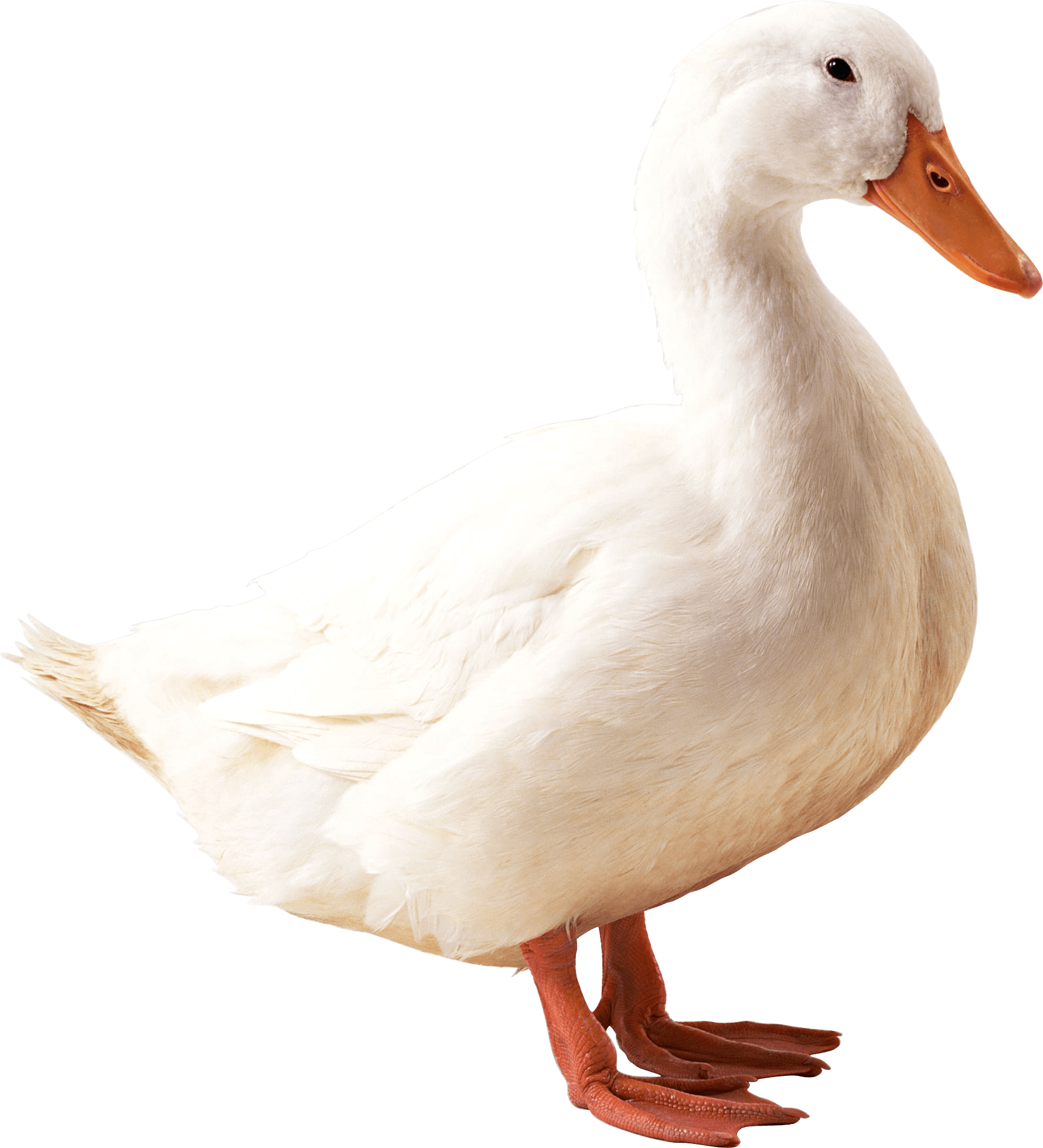 White Duck PNG Image