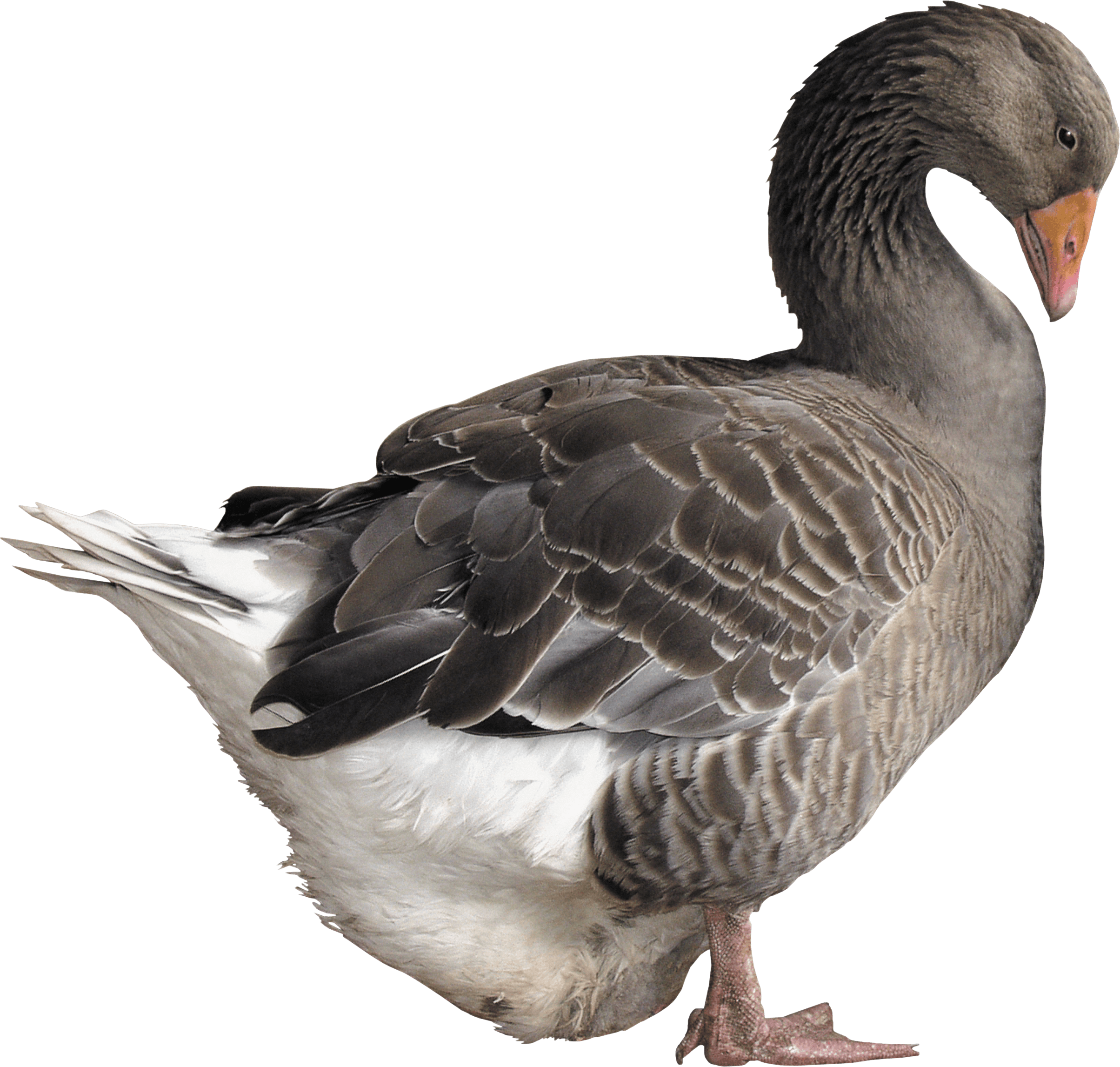 grey goose PNG Image