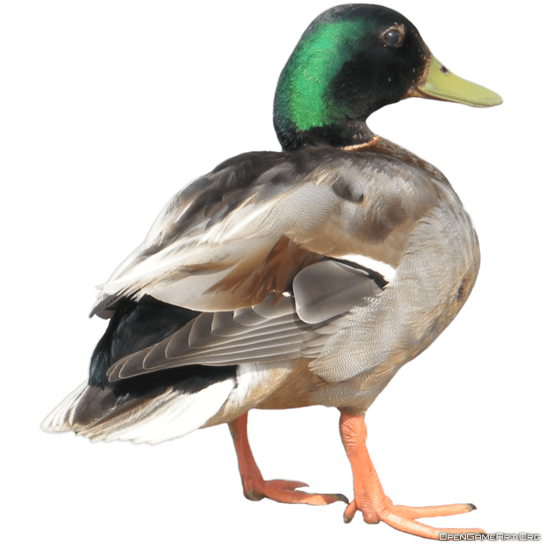 duck from behind PNG Image
