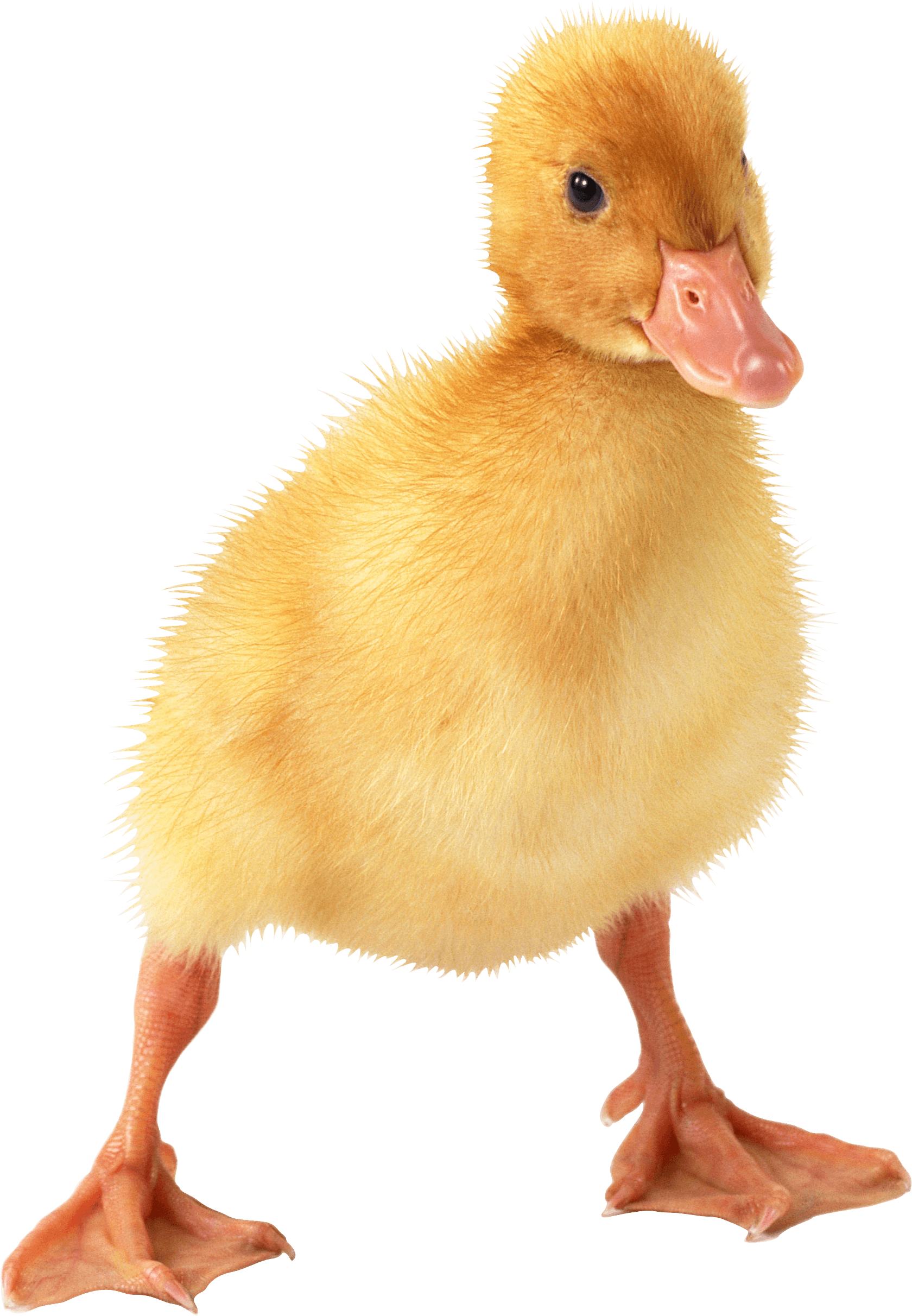 cute little duckling PNG Image