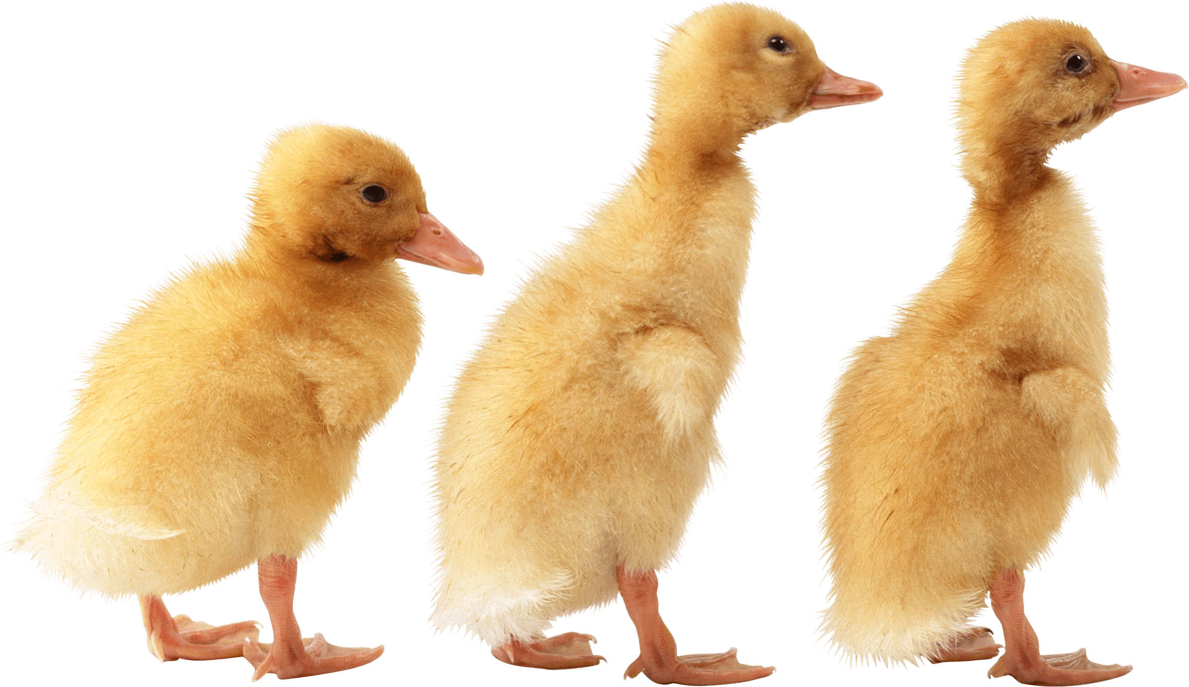 3 little cute ducklings