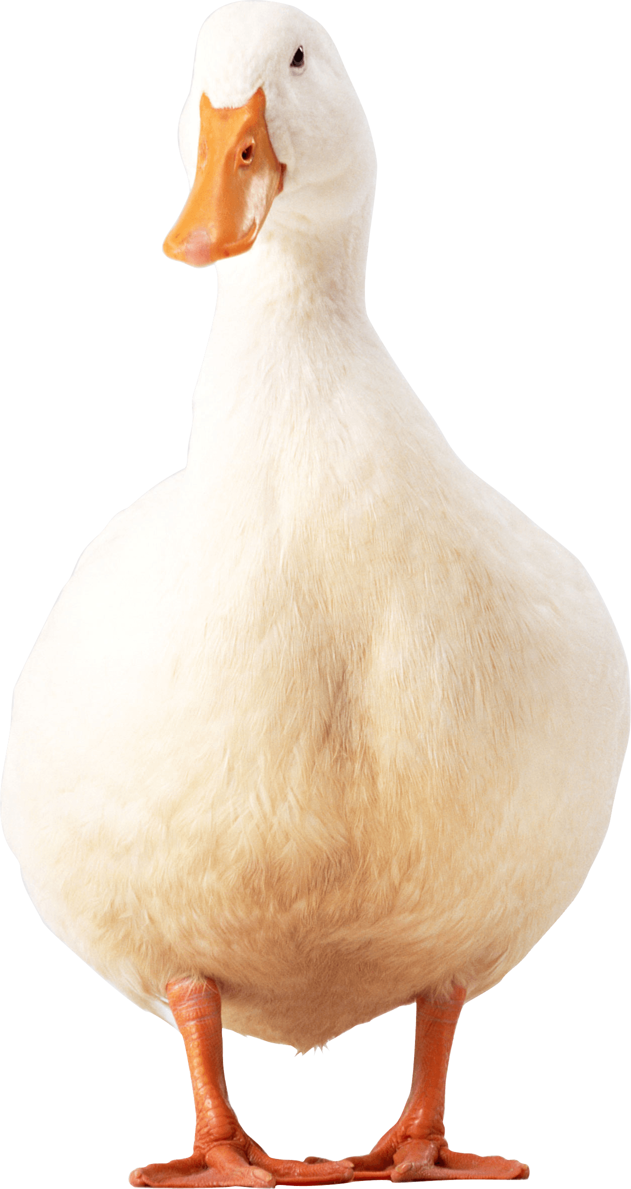 white duck PNG Image