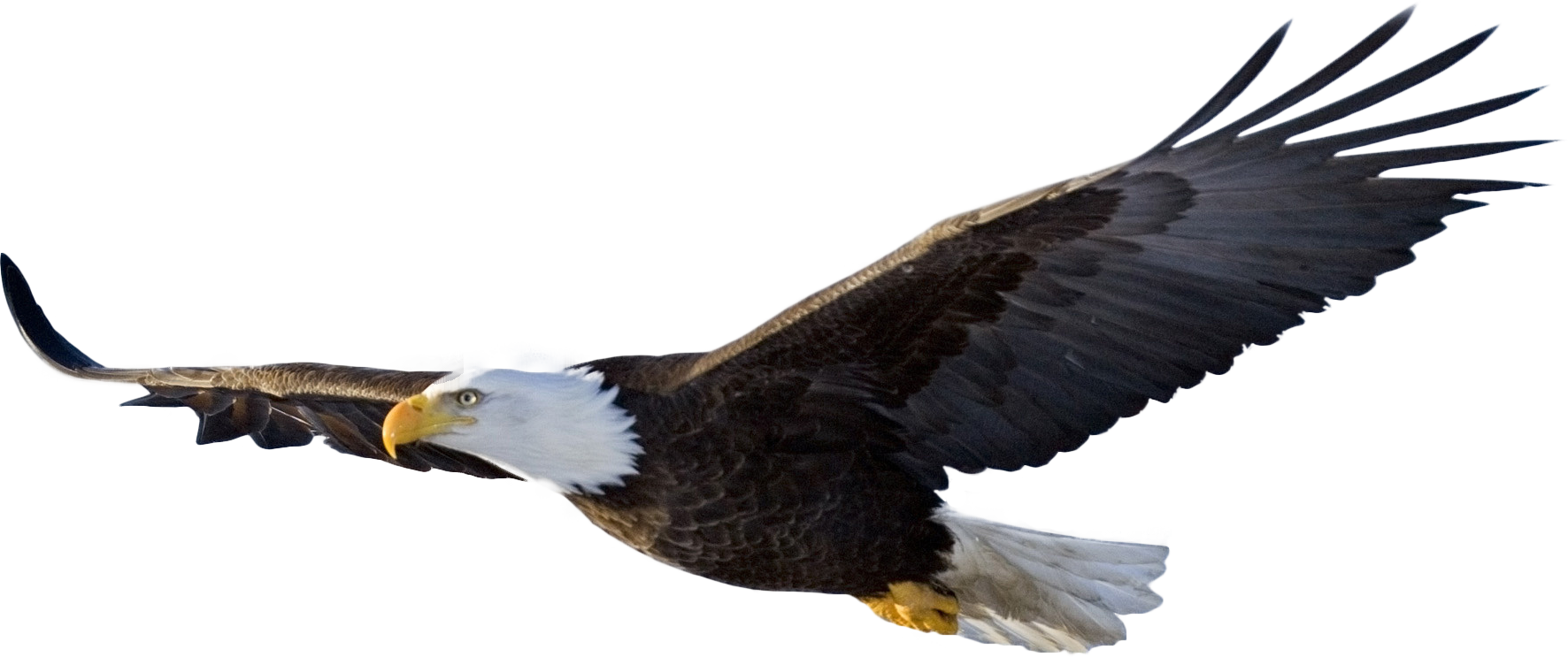 bald eagle flying PNG Image