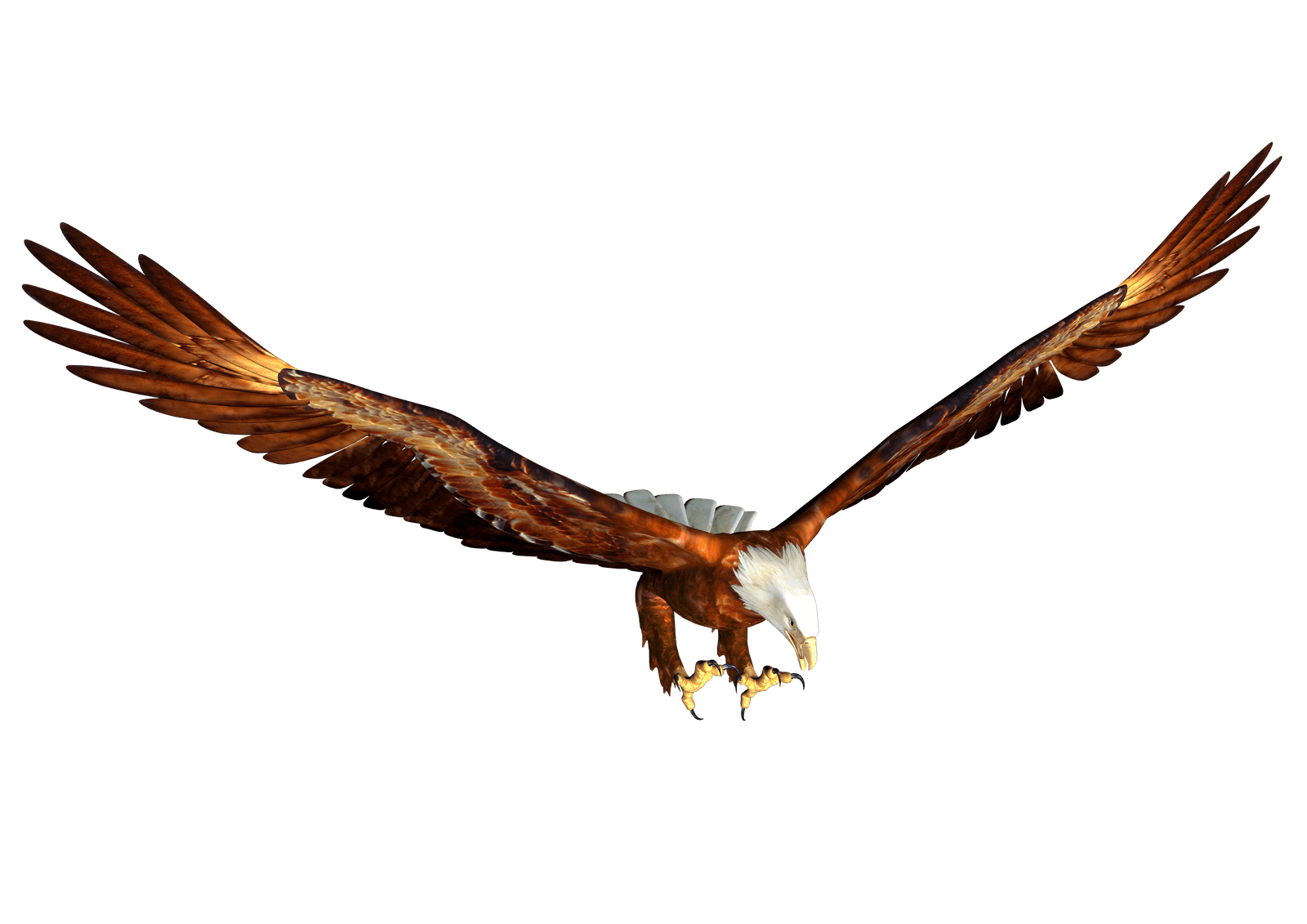 Animated bald eagle Hunting
