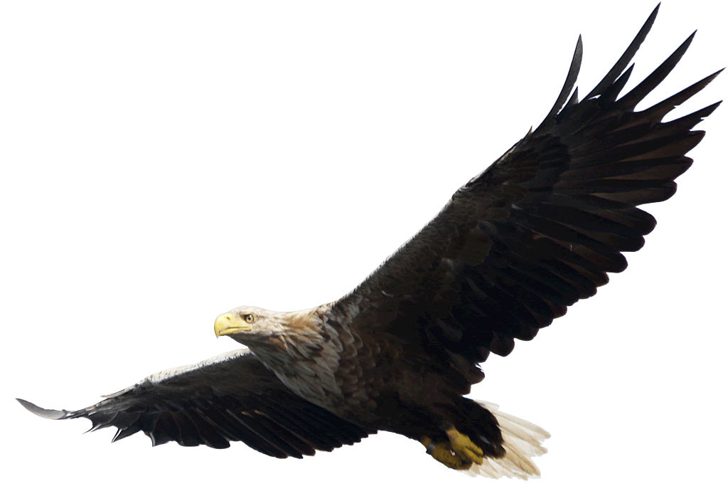 Majestic Bald Eagle flying PNG Image