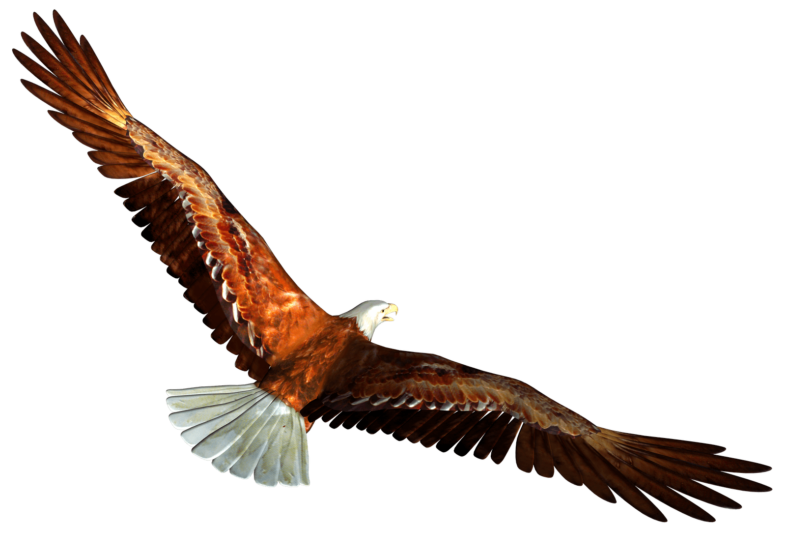 animated Bald eagle from behind PNG Image