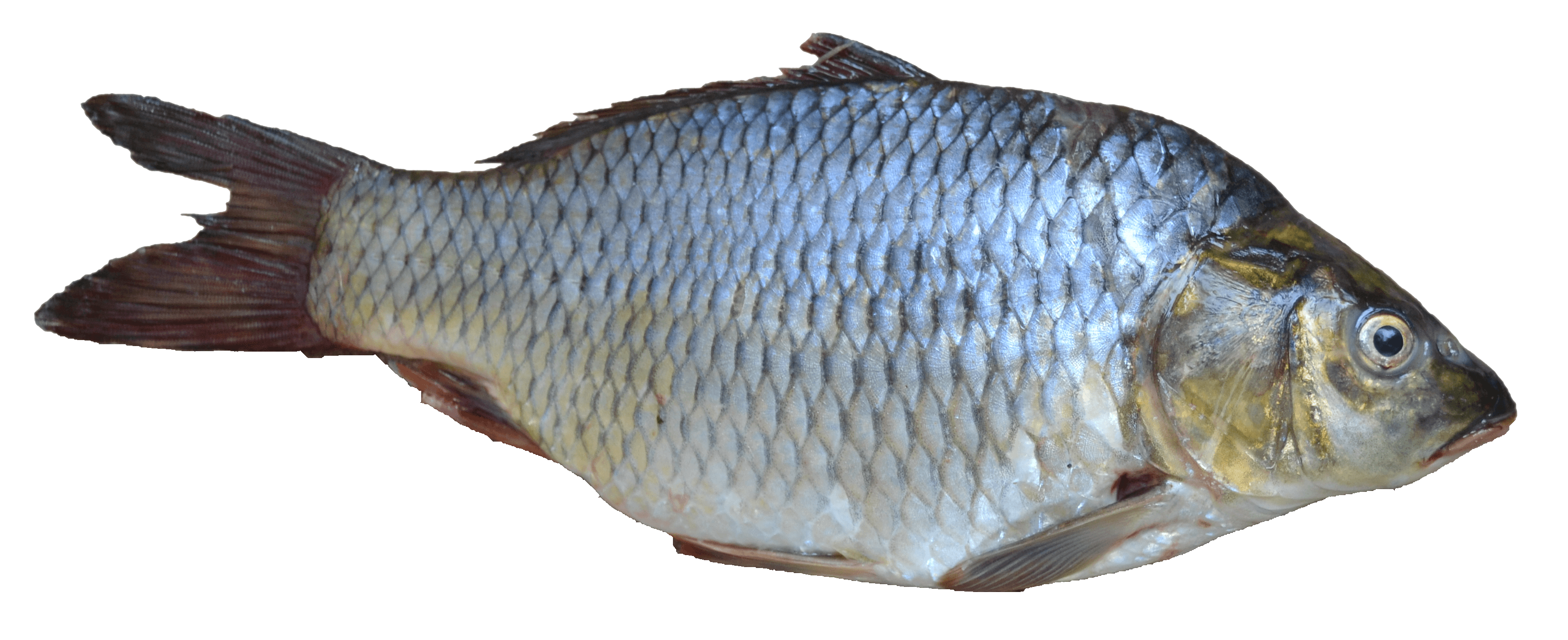 Fish PNG Image