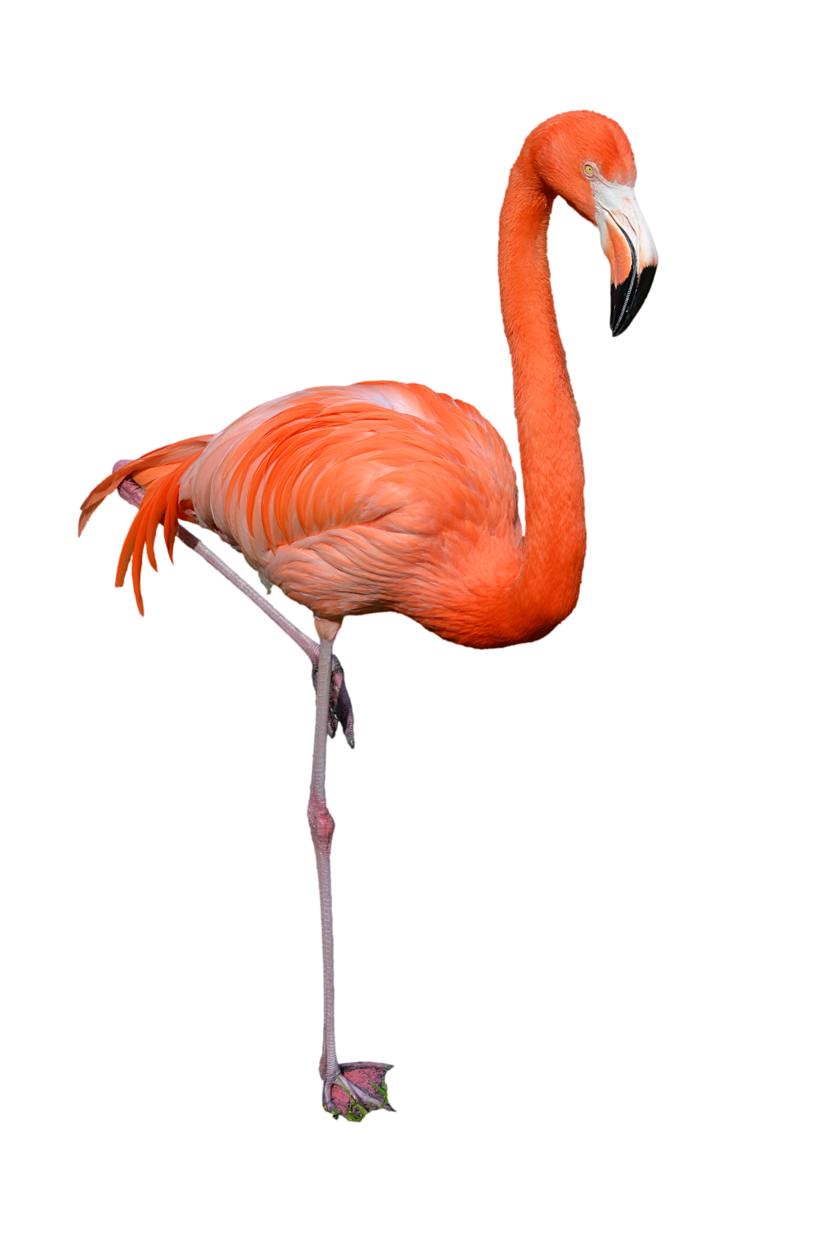 Flamingo PNG Image - PurePNG | Free transparent CC0 PNG ...
