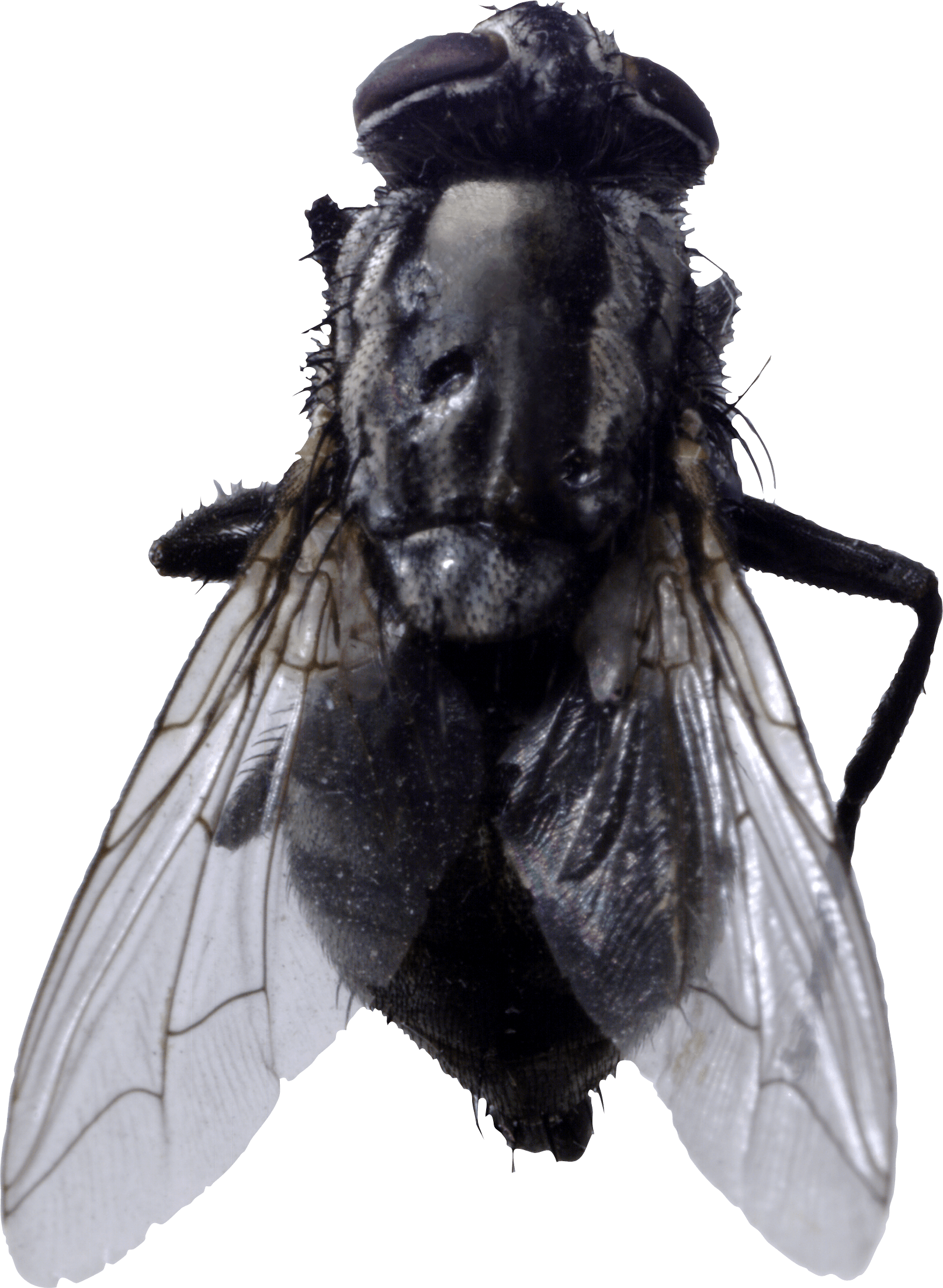 Fly PNG Image