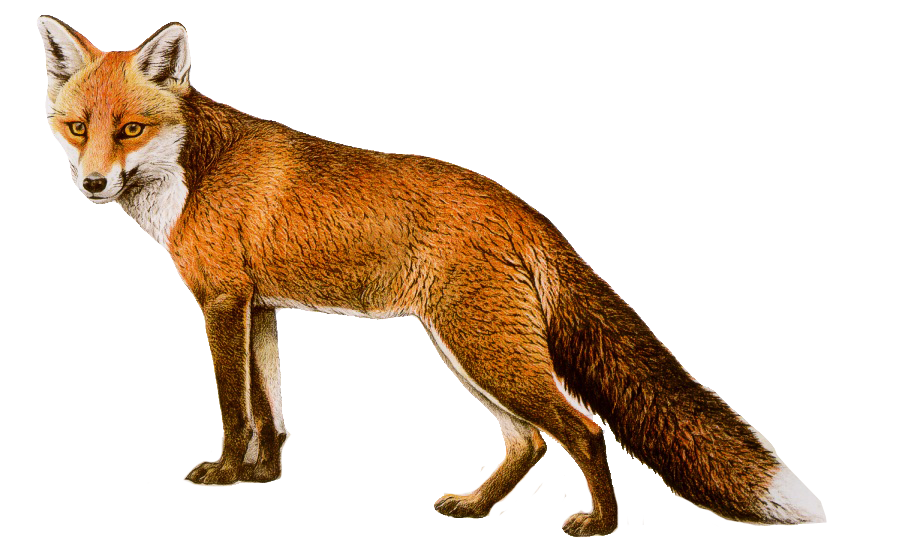 fox drawing PNG Image