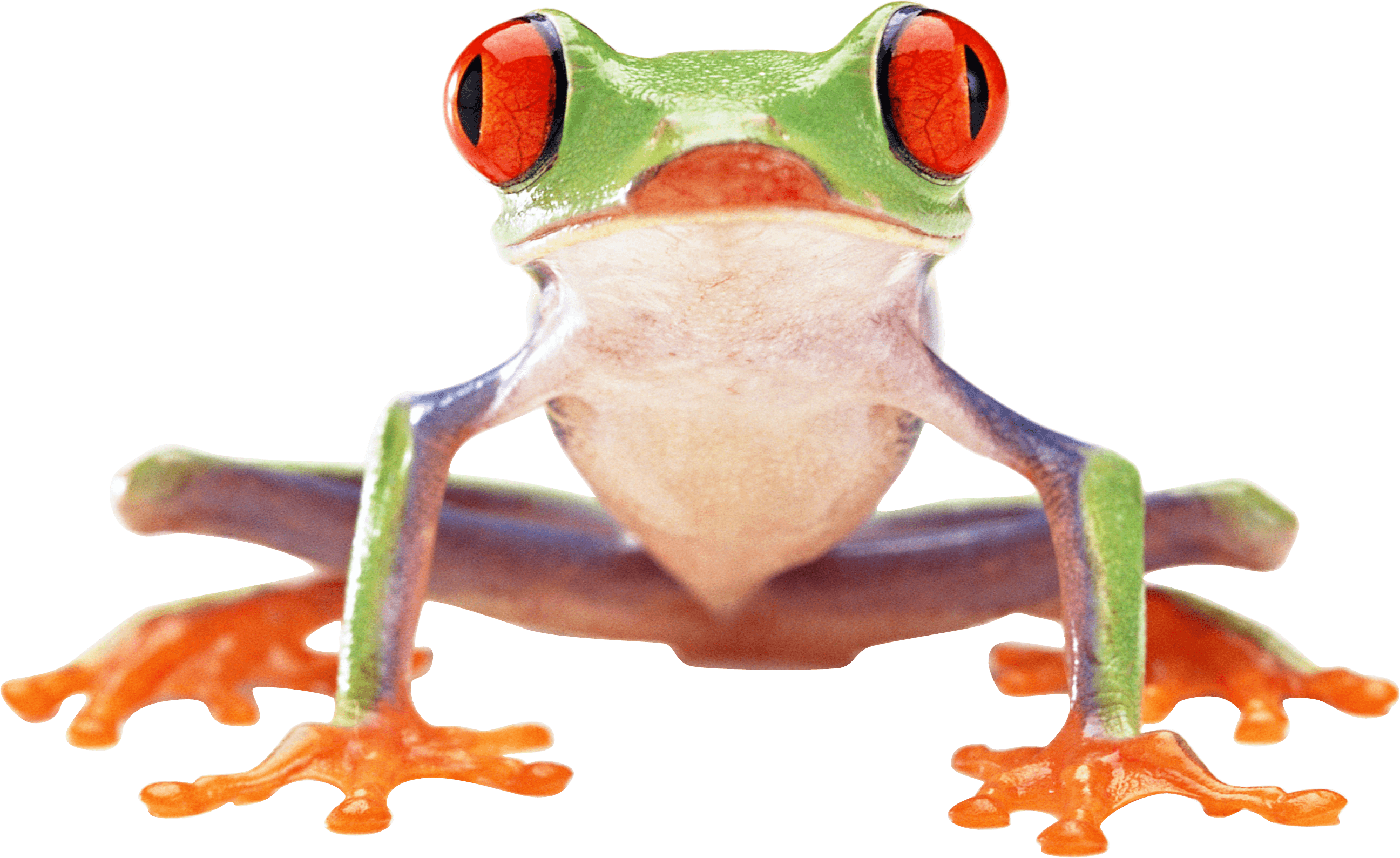 Crazy Green Frog  PNG Image